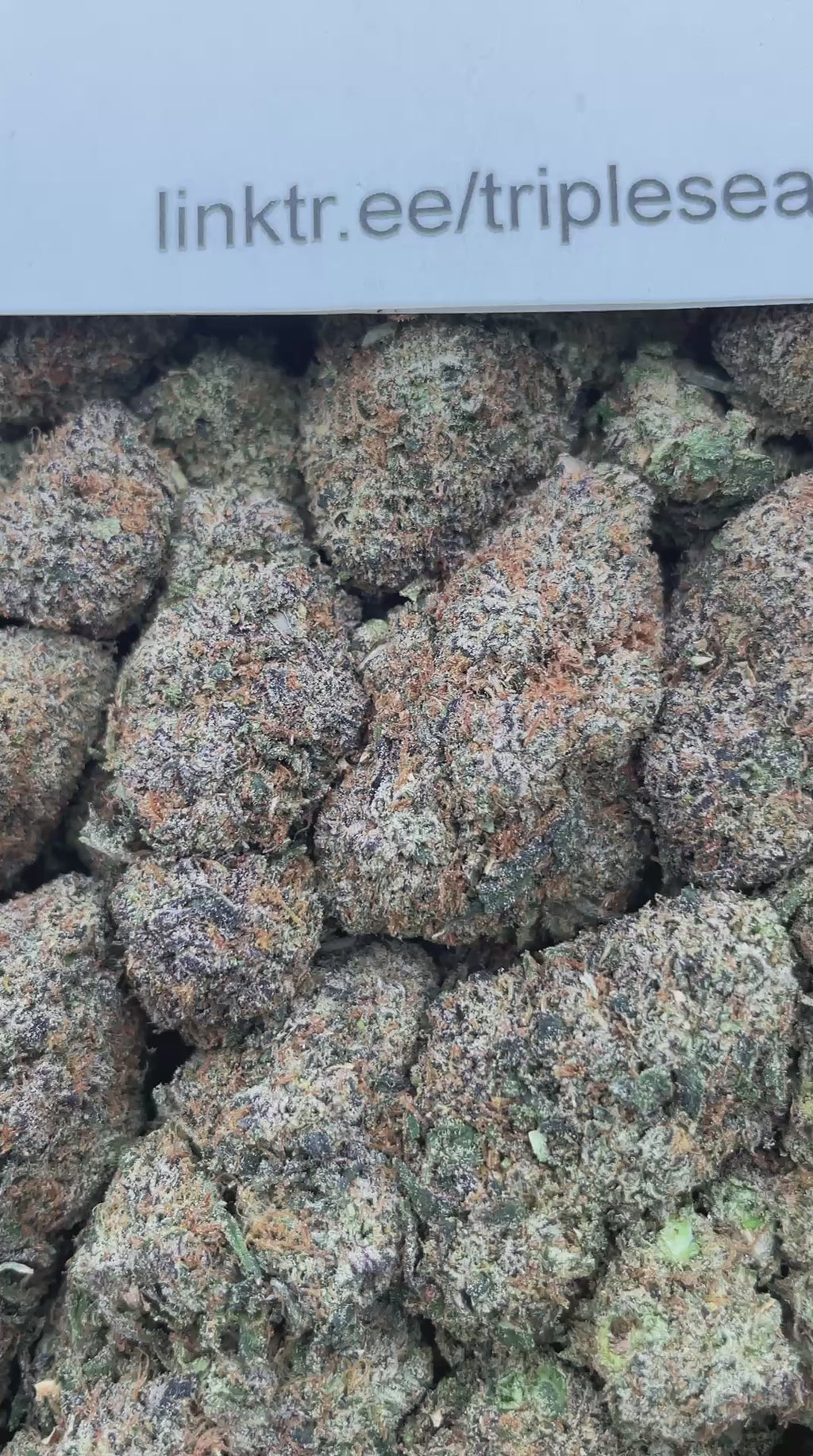 #G24B Poprox (MIXED LIGHT) (SEEDED)