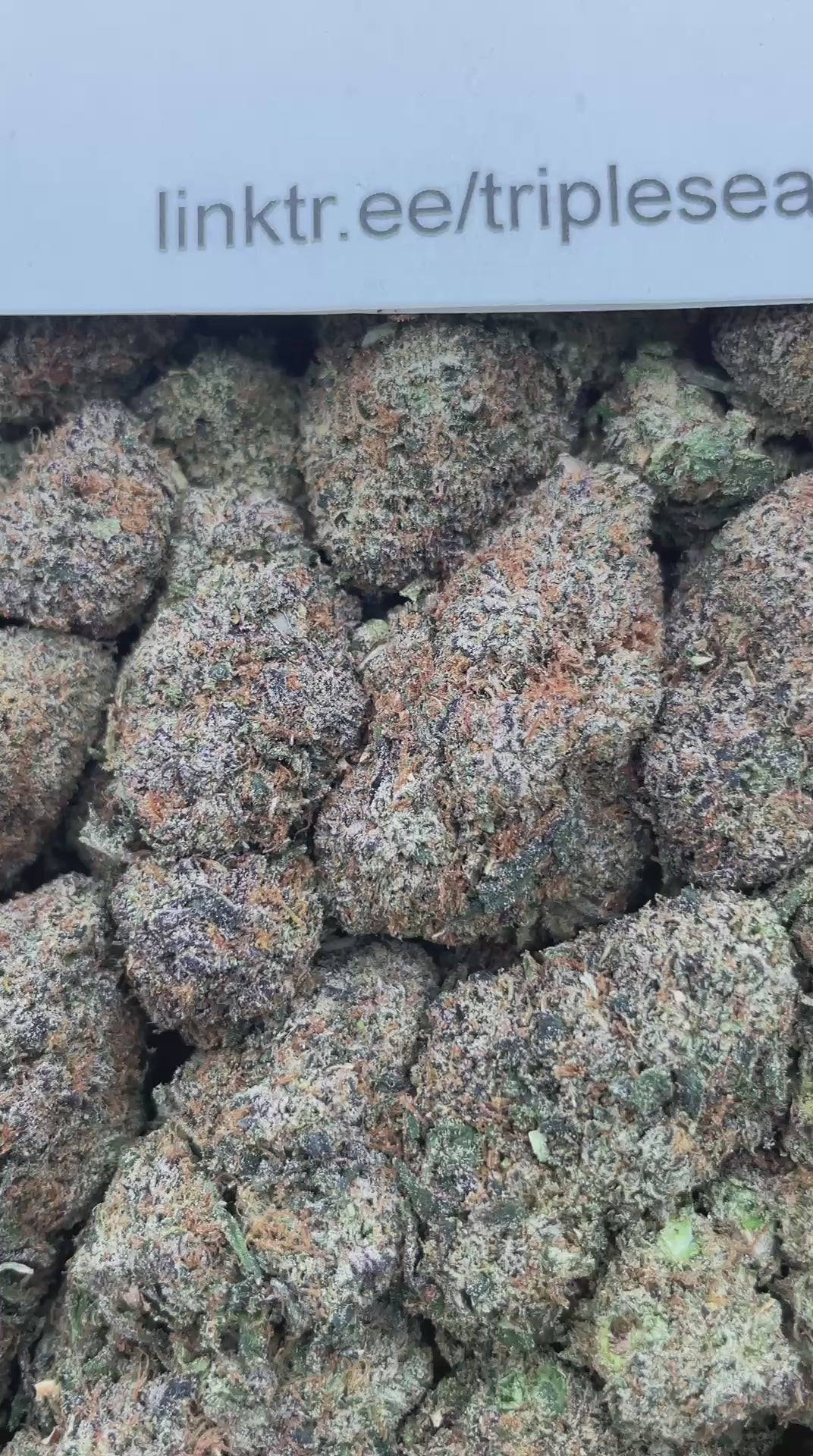 #G24B Poprox (MIXED LIGHT) (SEEDED)