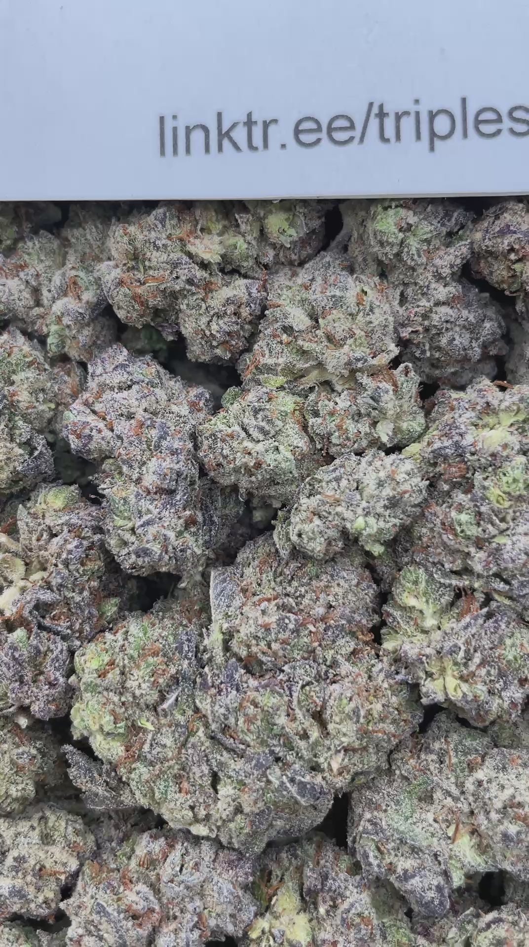 #H17A Gelato 41 (INDOOR)