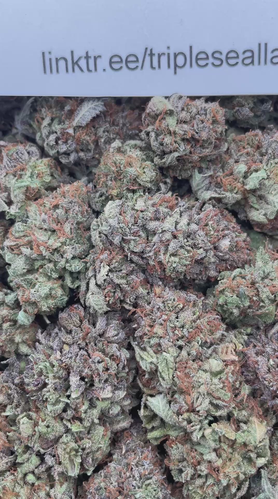 #F26B Purple Bubba (INDOOR)