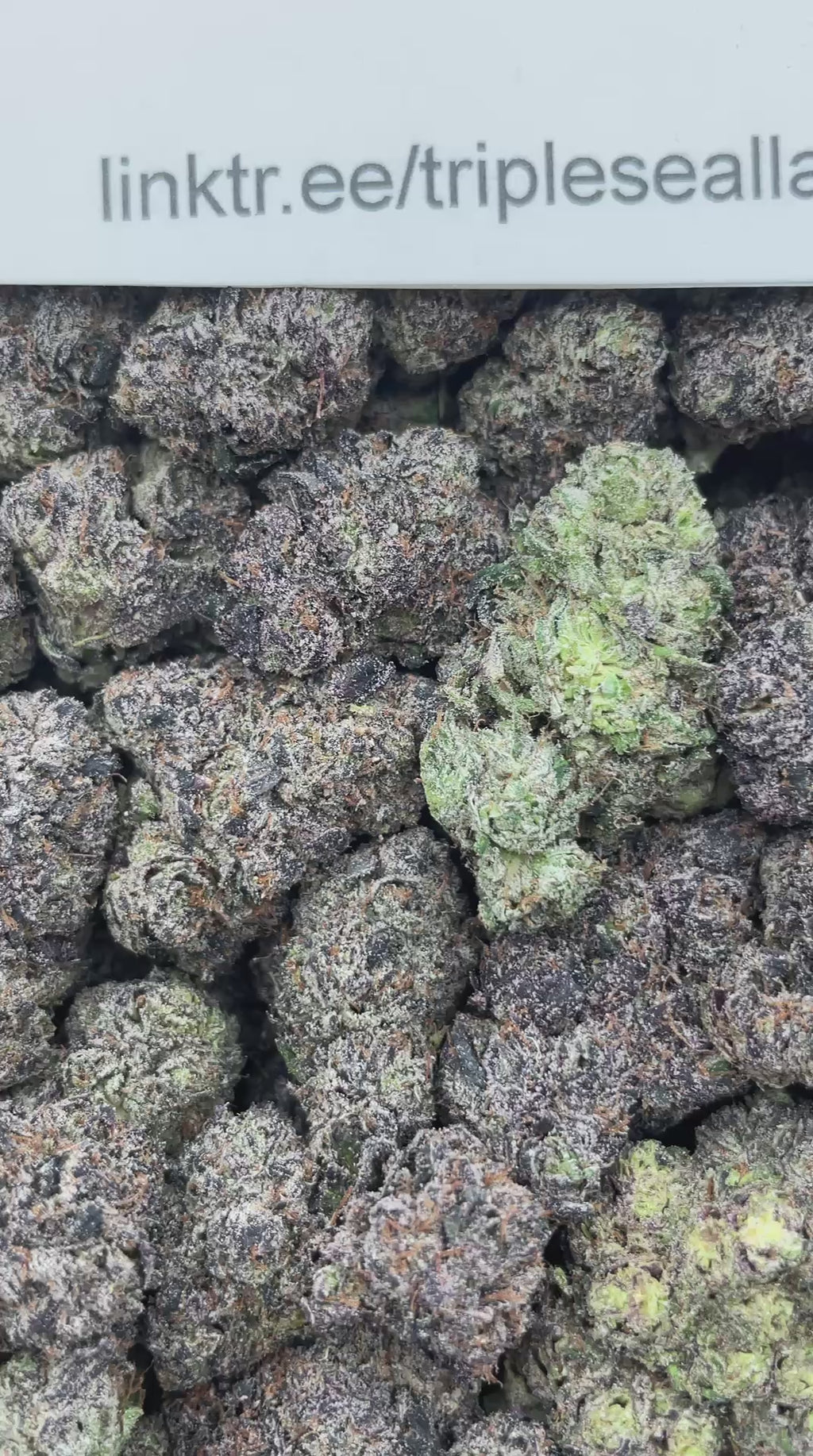 #G31C Fabuloso (INDOOR) (LICENSED)