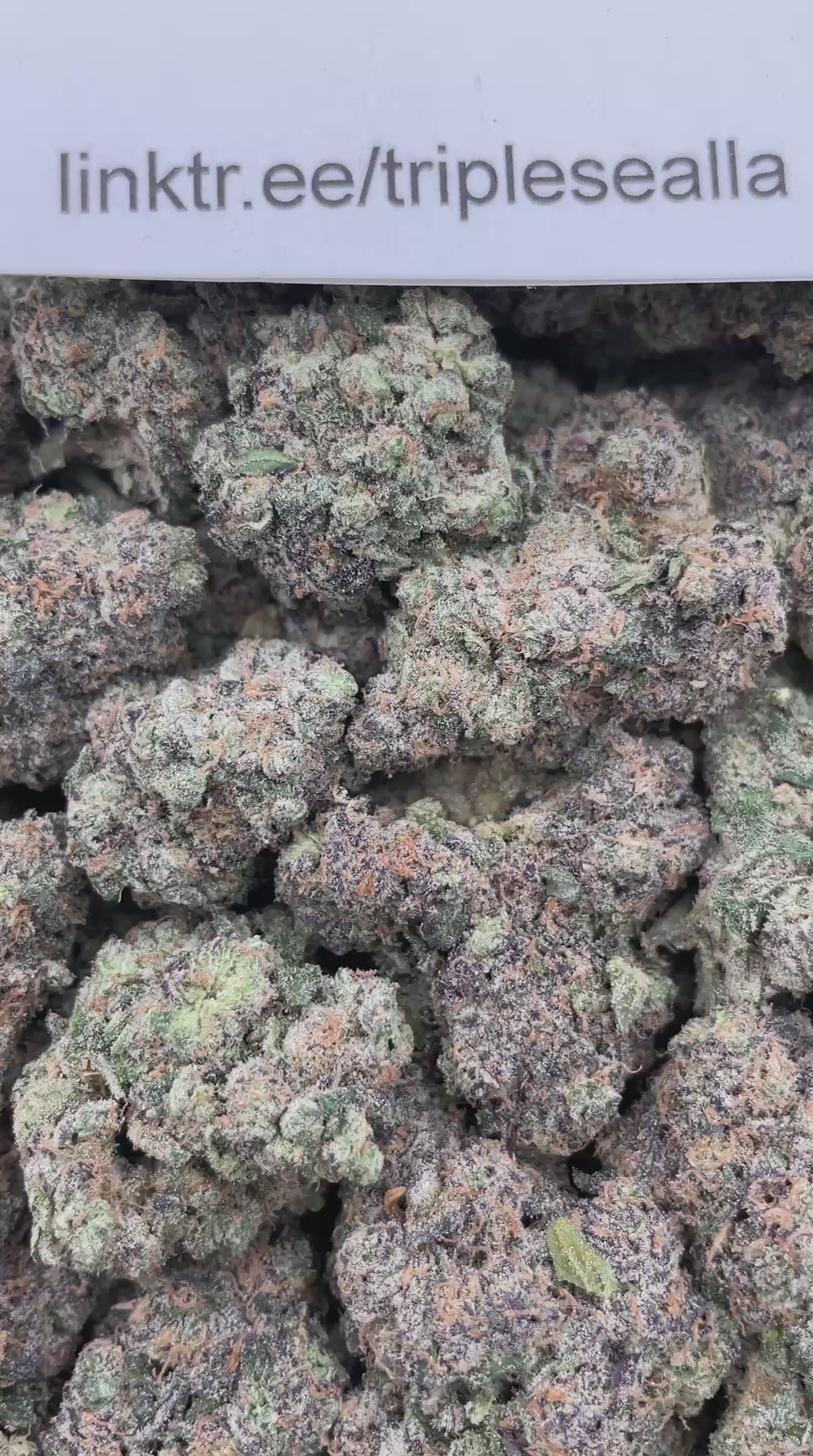 #G7B Gorilla Mintz x Mellow Jello (INDOOR) (LICENSED)