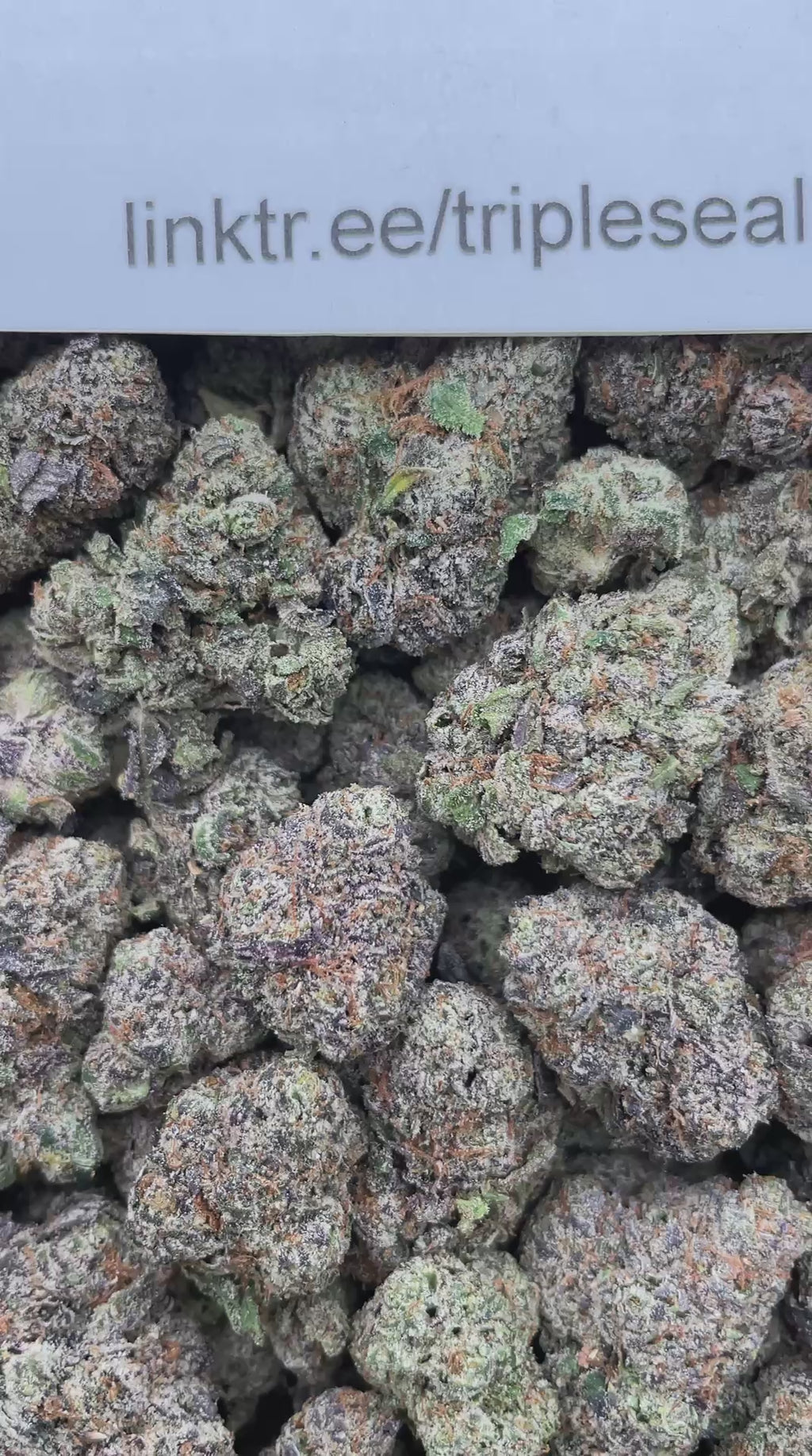 #H32B Space Candy (INDOOR)
