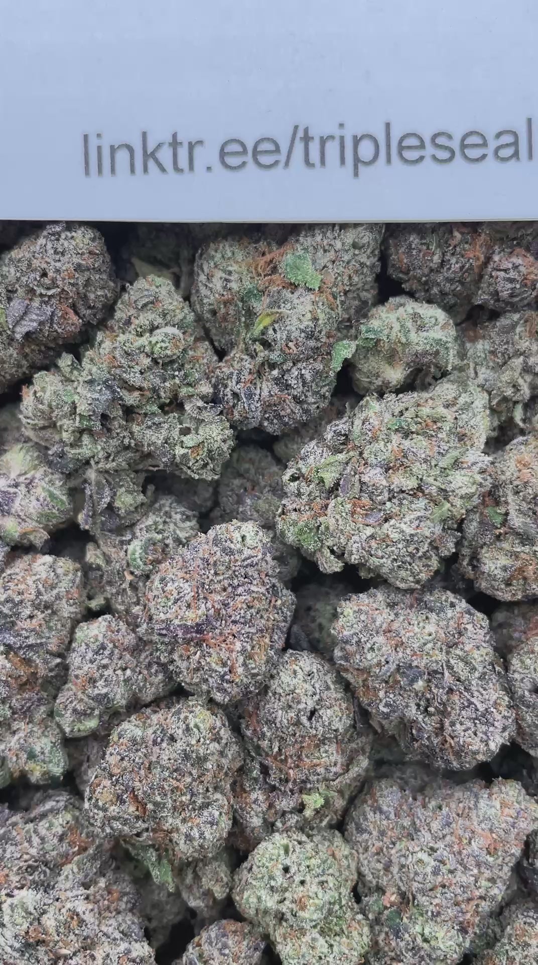 #H32B Space Candy (INDOOR)