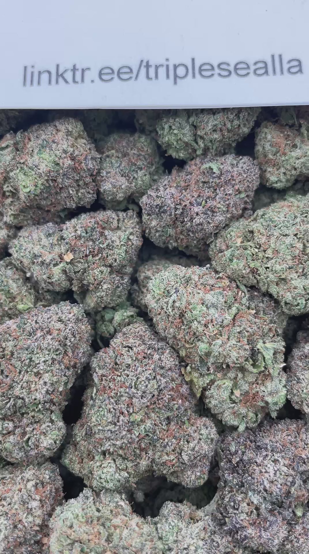 #G5B Cherry Spritez (INDOOR)