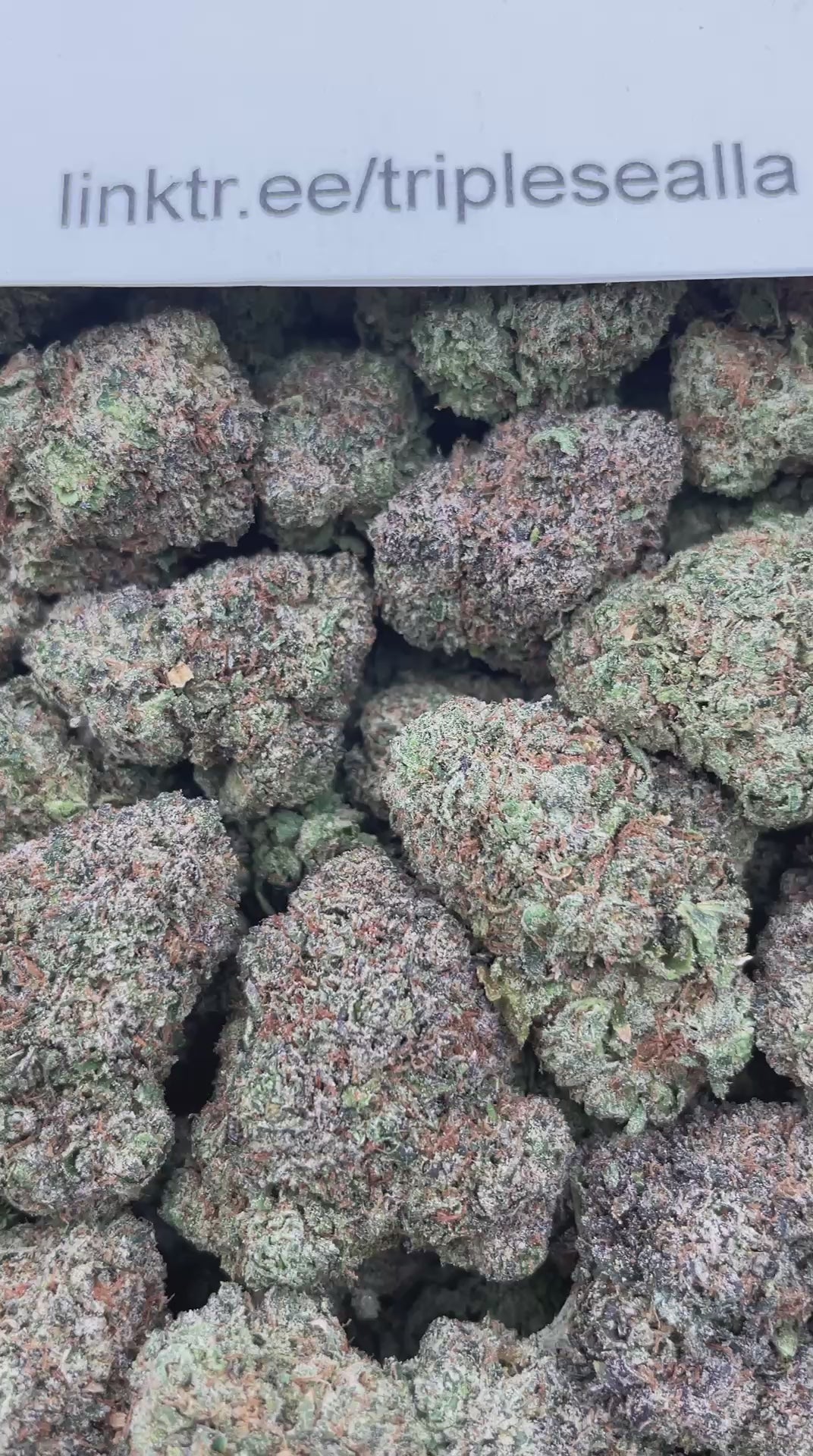 #G5B Cherry Spritez (INDOOR)