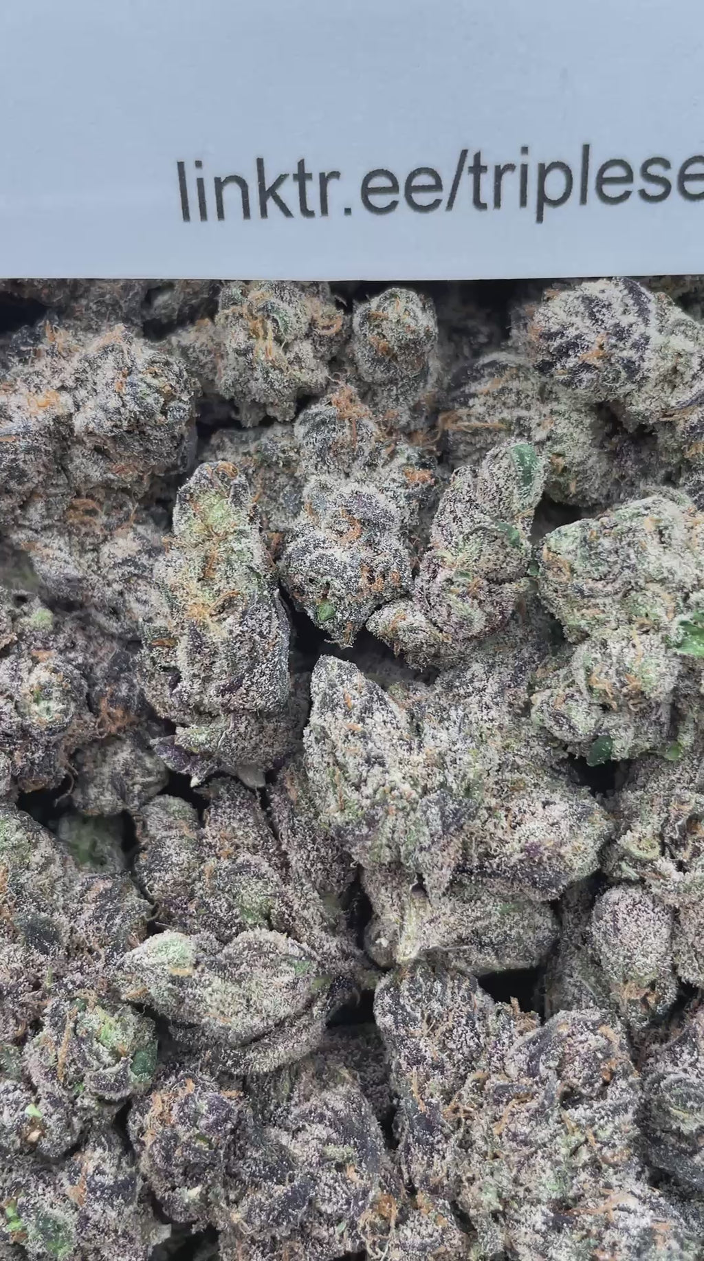 #R97Y Sour Smarties (EXOTIC) (LICENSED)