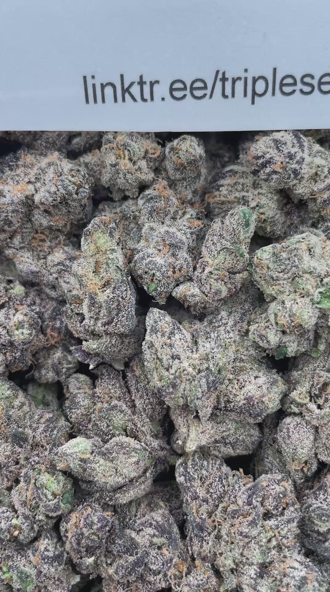 #R97Y Sour Smarties (EXOTIC) (LICENSED)