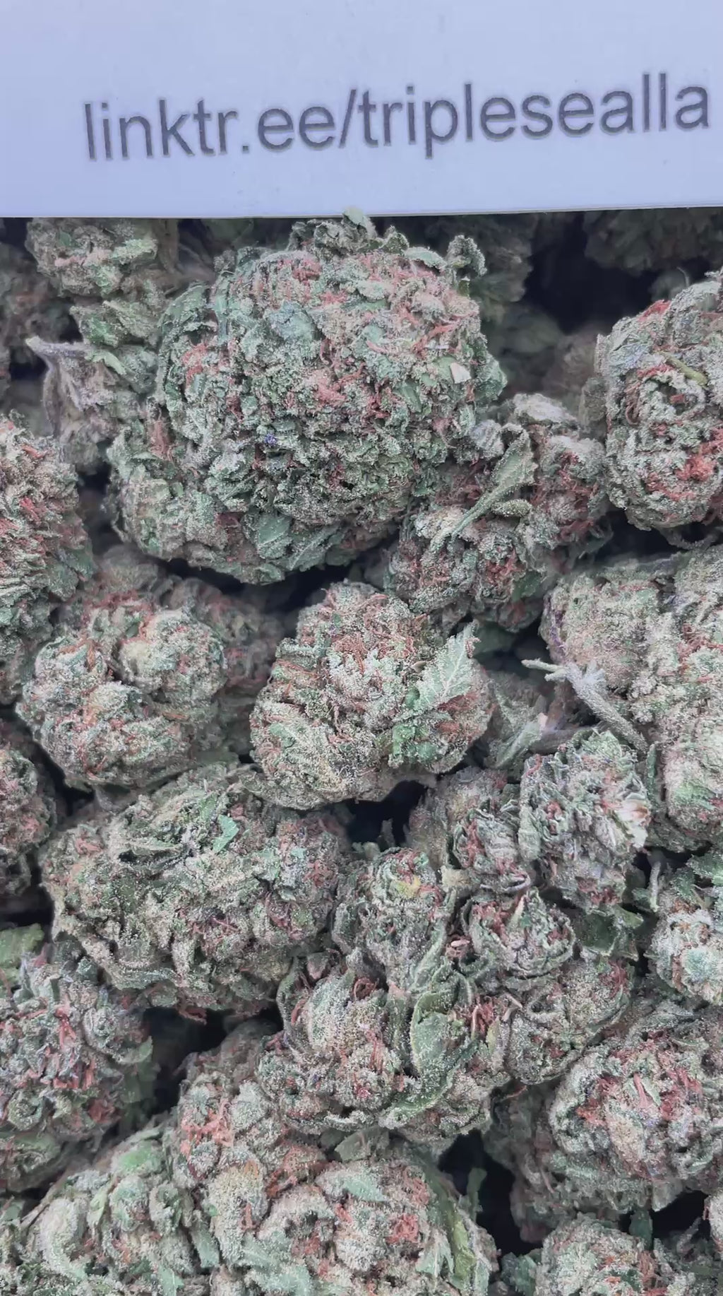 #E3C Cherry Lollipop (MIXED LIGHT)