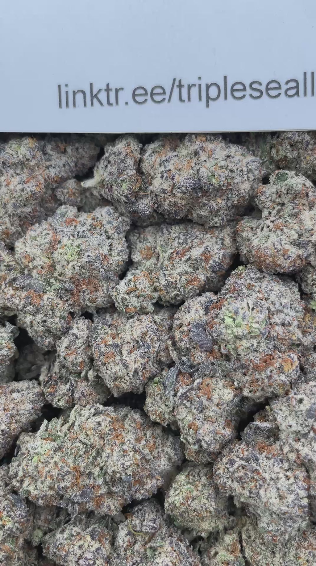 #L16B Zookie Monster (INDOOR)