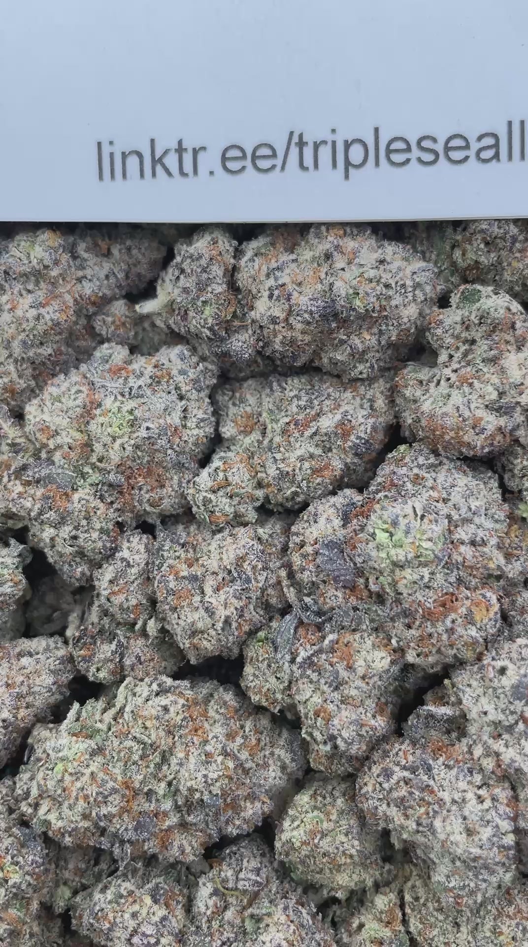 #L16B Zookie Monster (INDOOR)