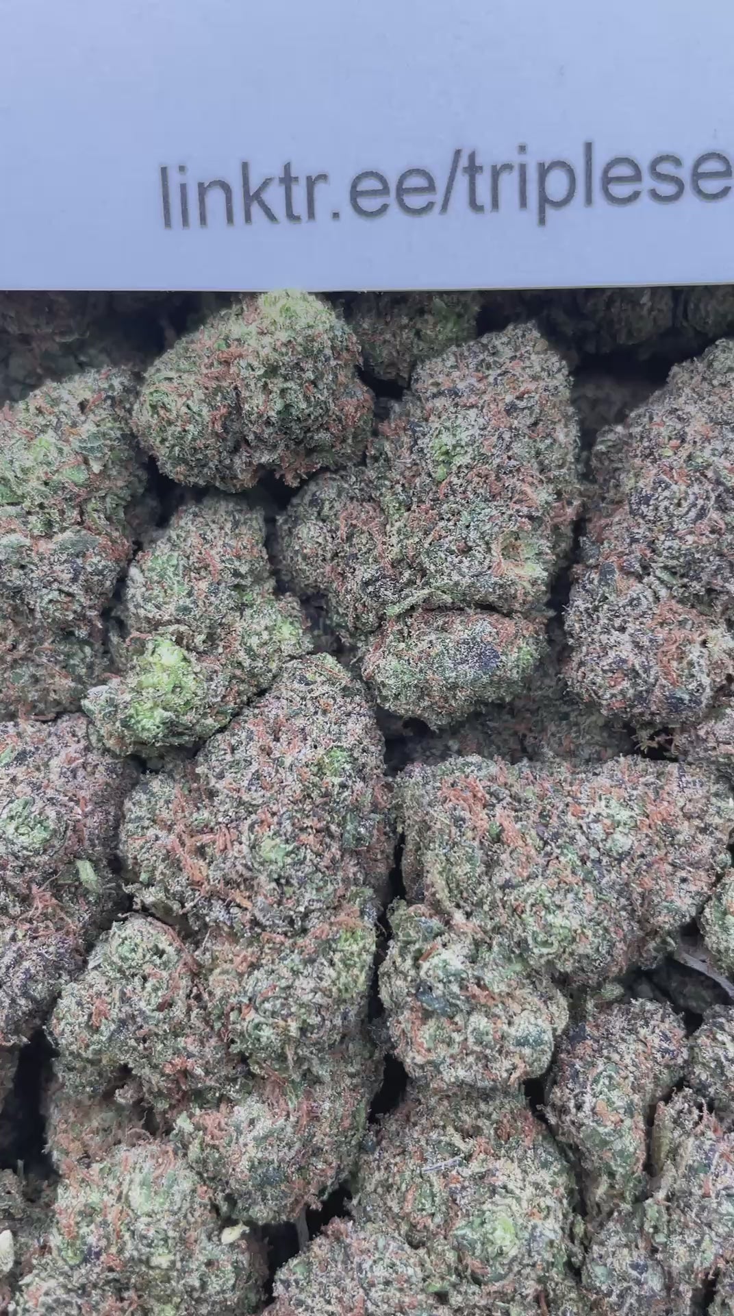 #H13B Lemon Hazard (INDOOR)