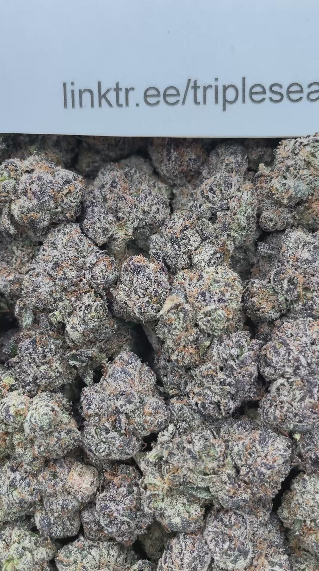 #H14C Bubblegumyum (INDOOR) (LICENSED)