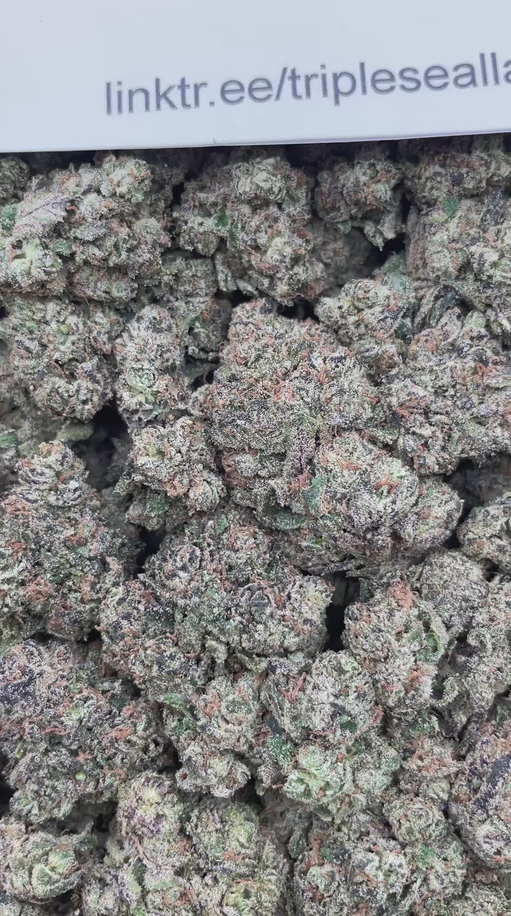 #L40C Mega Lemon Skittlez (INDOOR) (LICENSED) (ORGANIC)