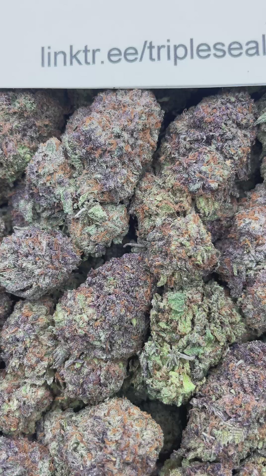 #H39B Candyland (INDOOR)