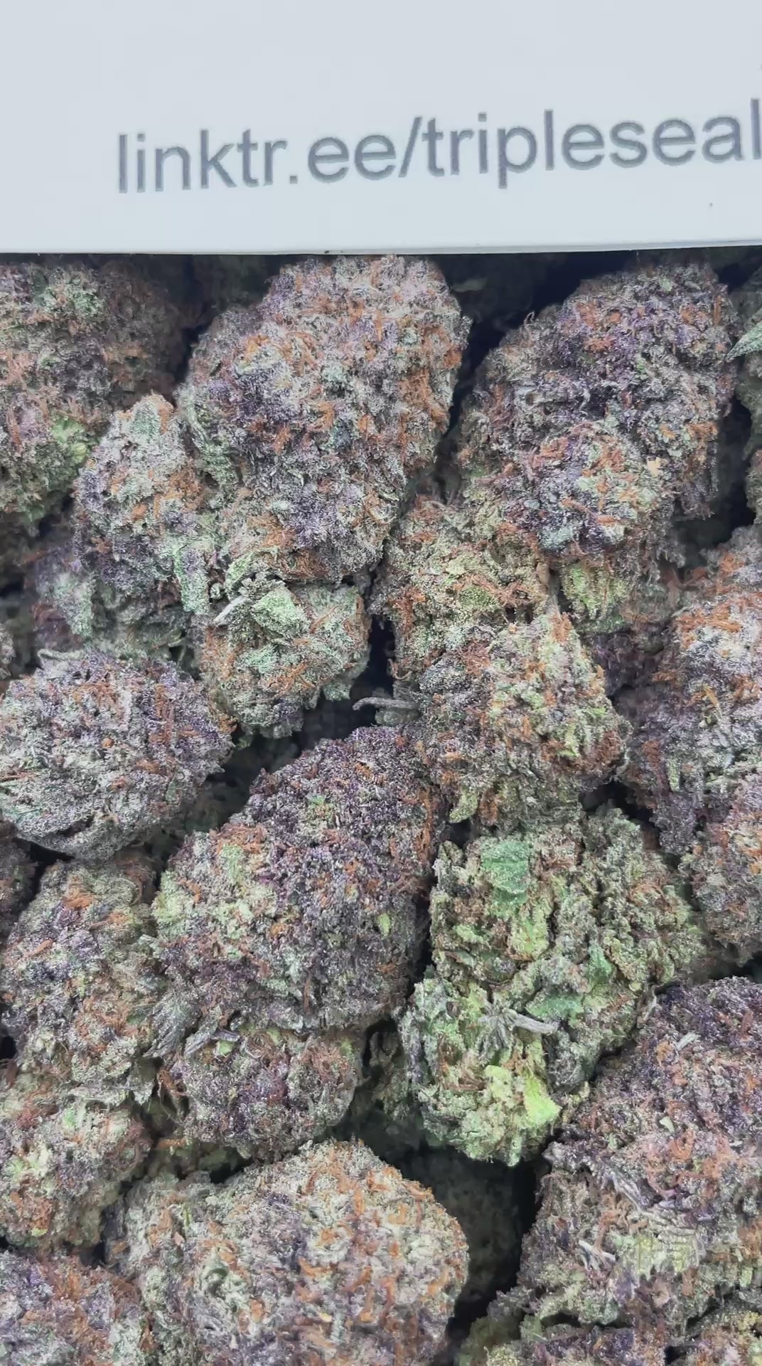 #H39B Candyland (INDOOR)
