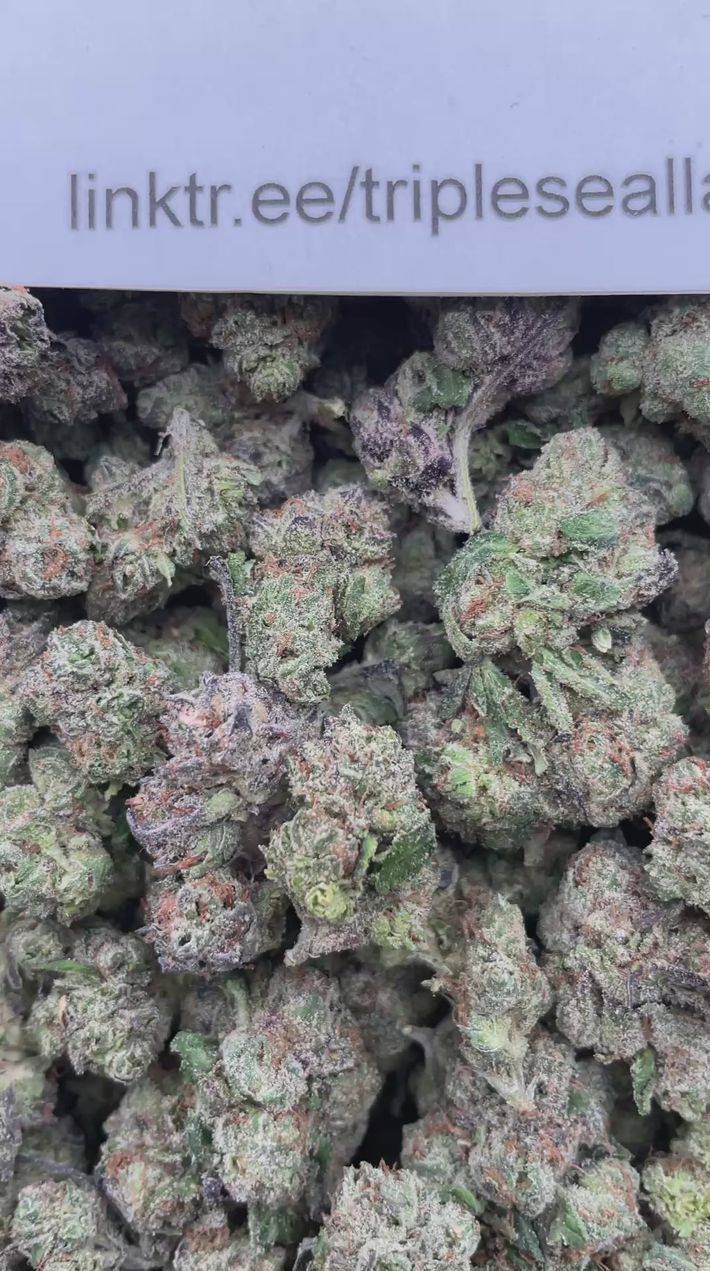 #G11B Cherry Warheads (INDOOR SHMEDIUMS)