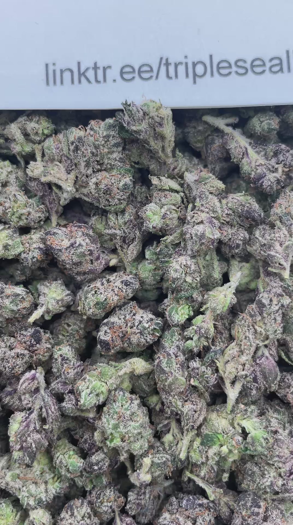#E32C Bubblegum Zahiti (SMALLS) (LICENSED) (ORGANIC)