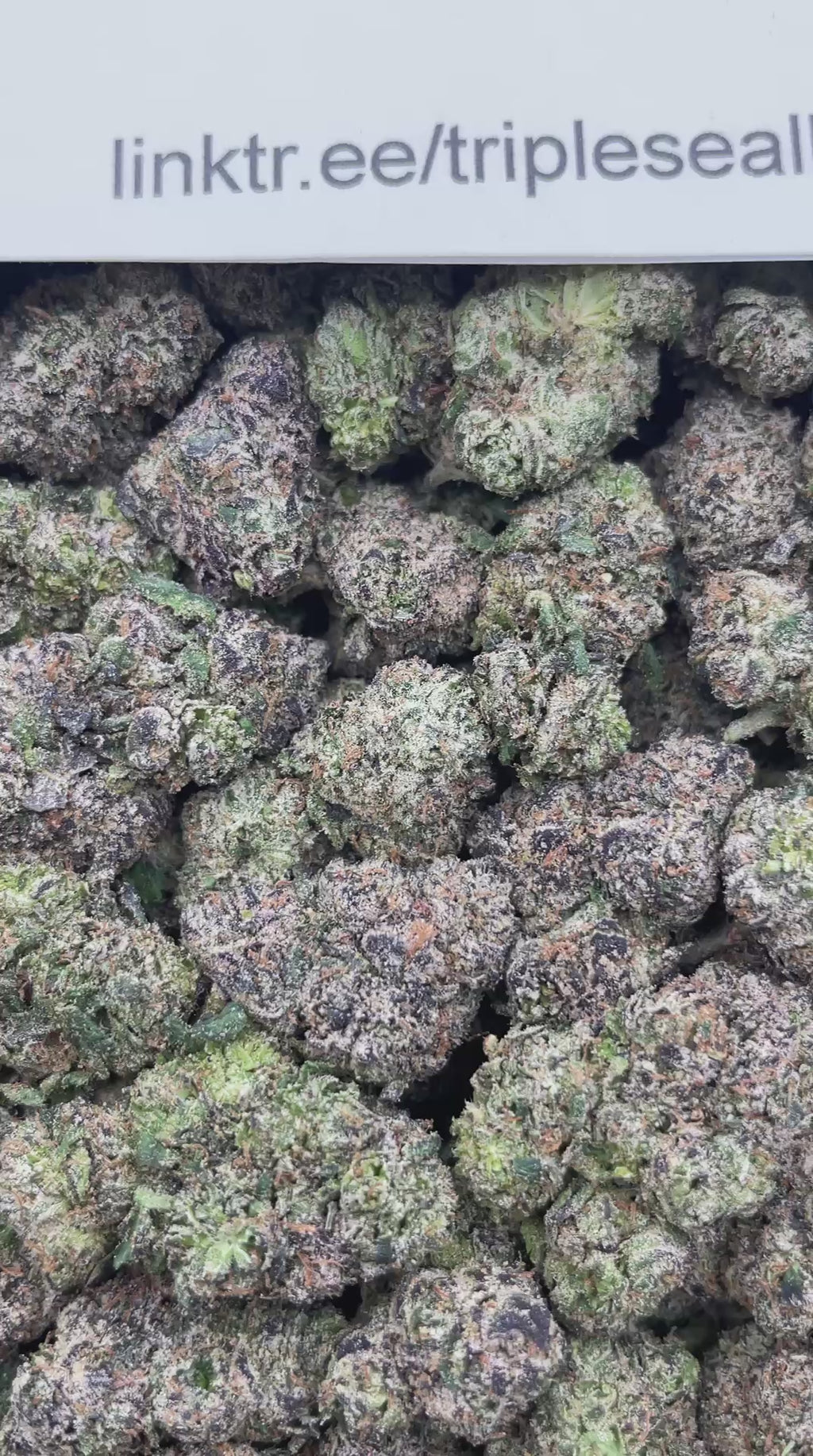#E14B Cotton Candy Cherriez (MEDIUMS) (LICENSED)