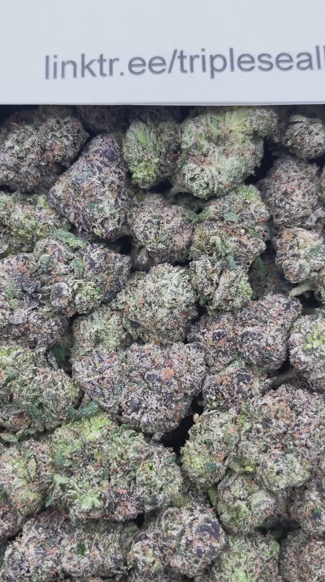 #E14B Cotton Candy Cherriez (MEDIUMS) (LICENSED)