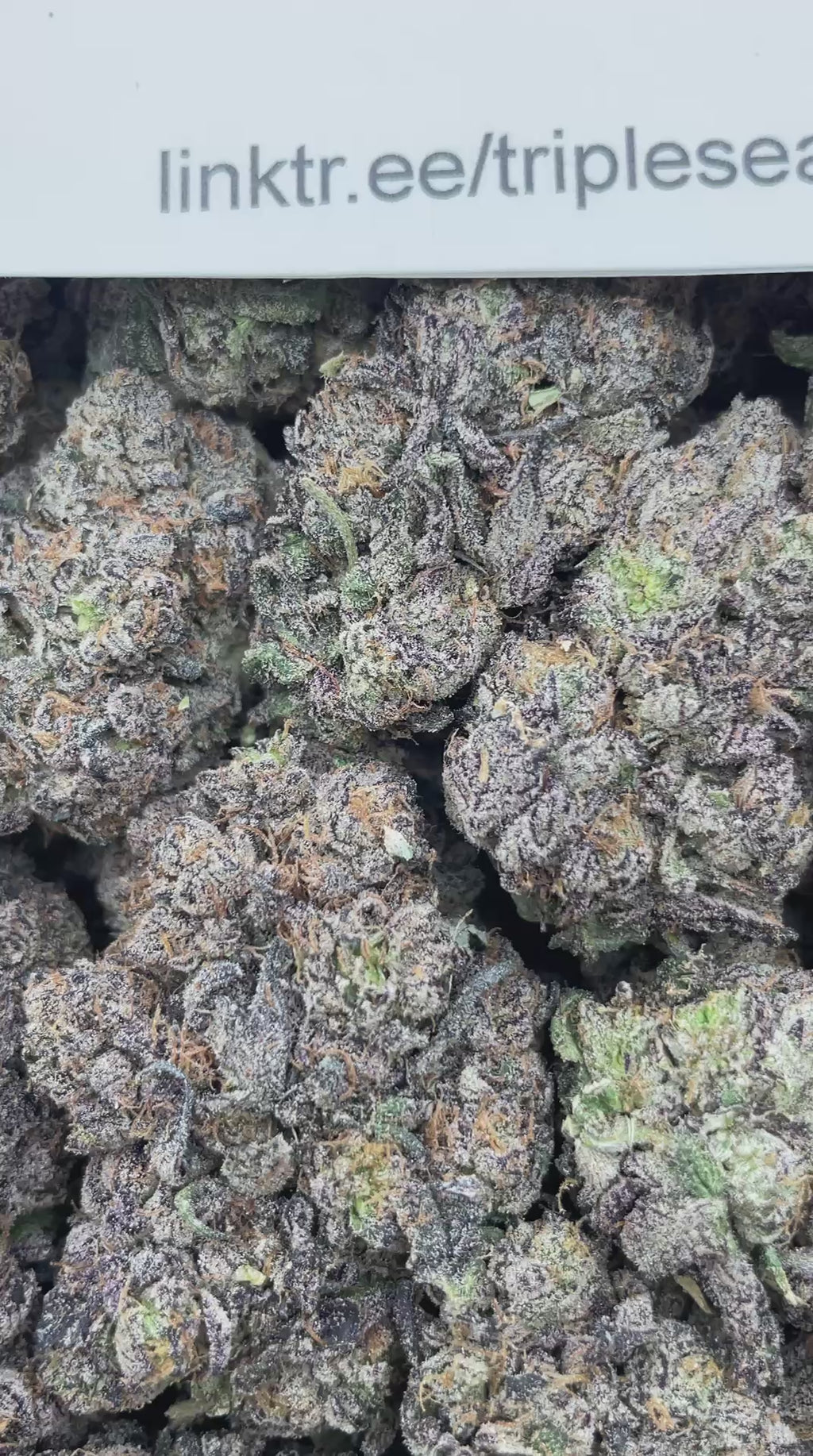 #F40A Godzilla Purple Flames (INDOOR) (LICENSED) (ORGANIC)