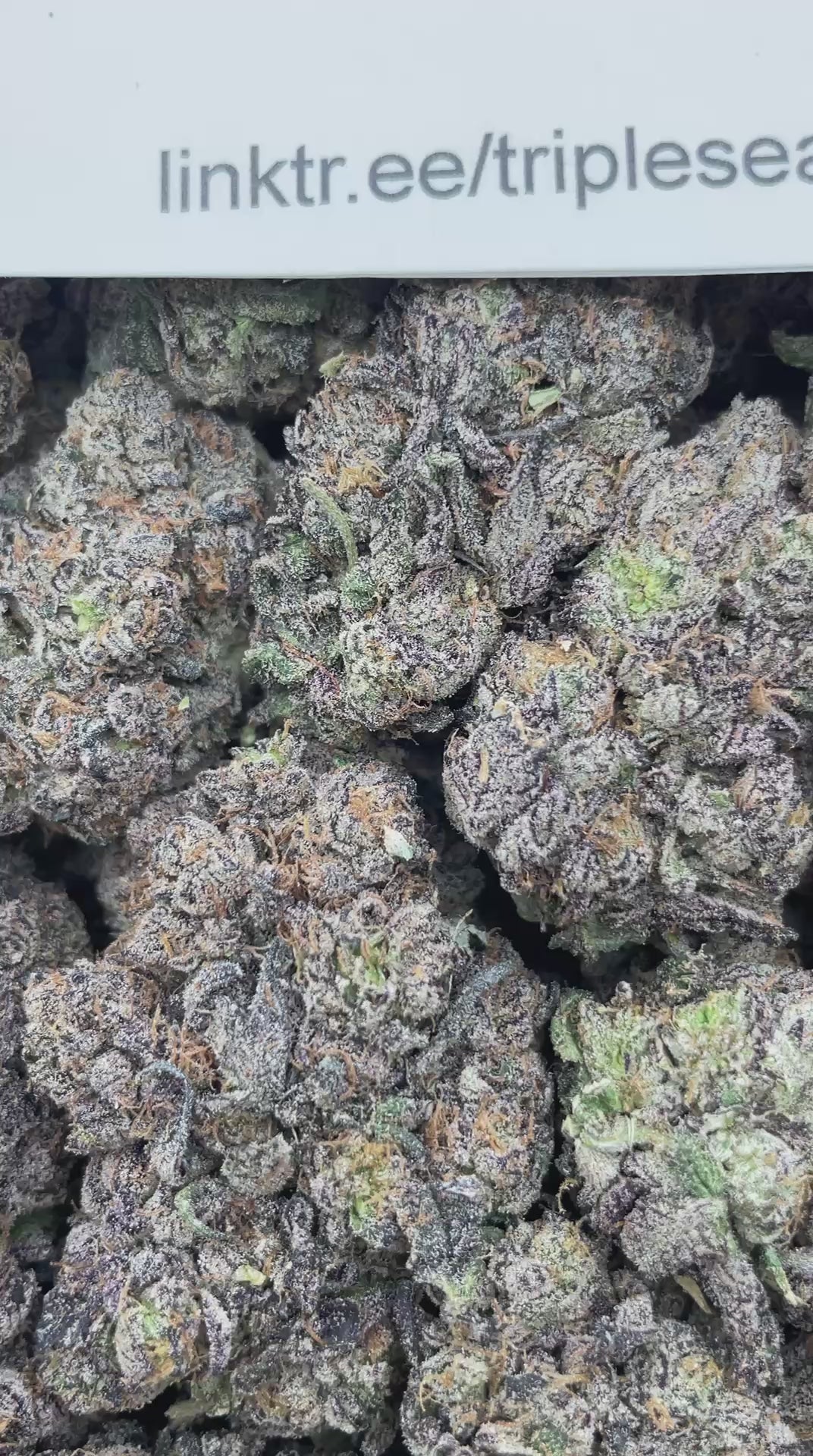 #F40A Godzilla Purple Flames (INDOOR) (LICENSED) (ORGANIC)