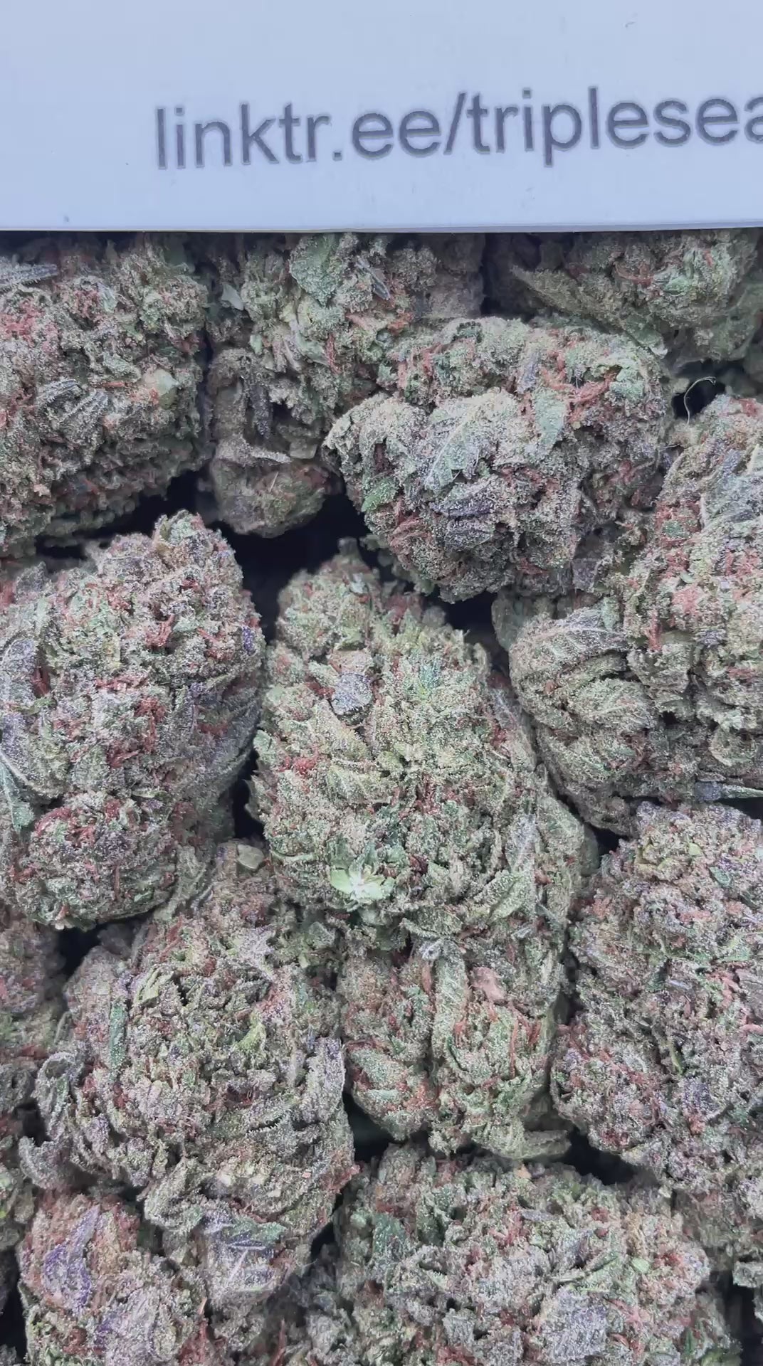 #F2C Orange Bang (MIXED LIGHT) (LIGHTLY SEEDED)