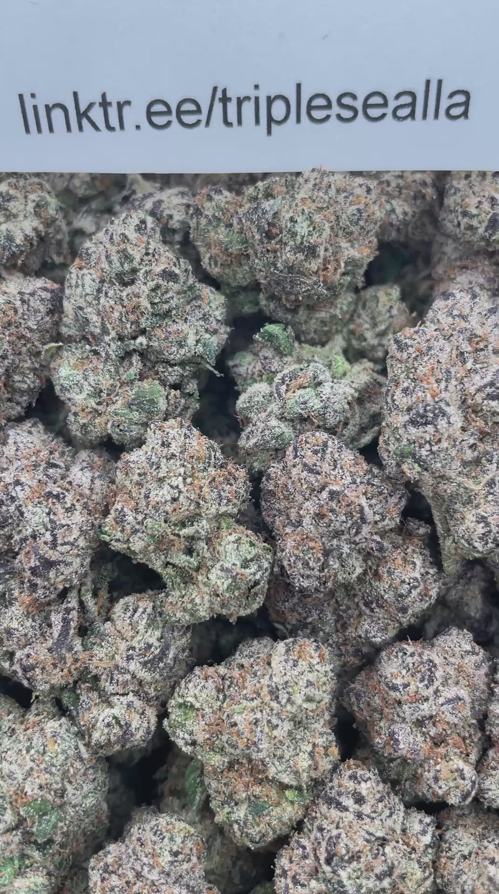 #R21Y Blue Razz Gummies (INDOOR) (TERP)