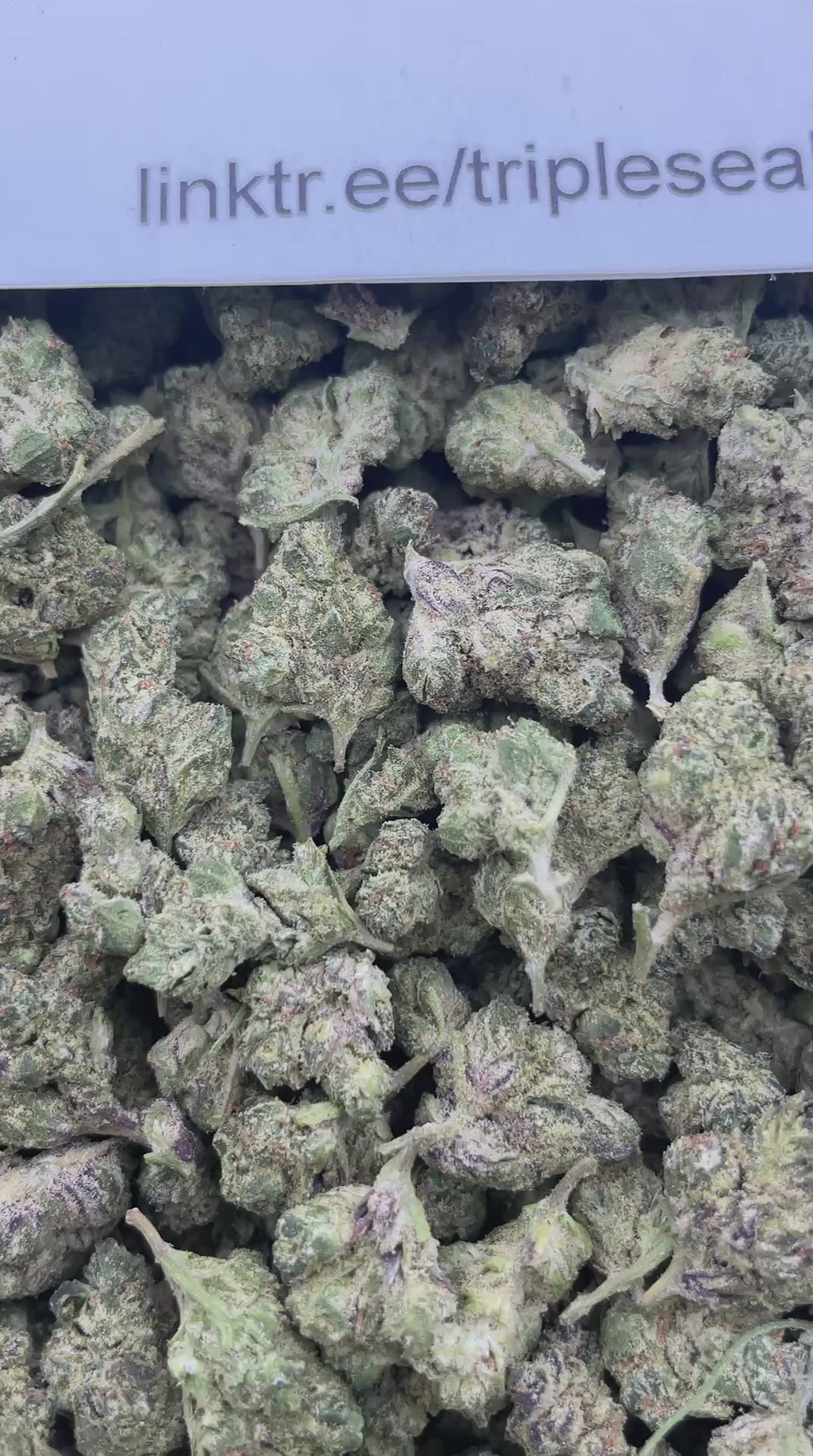 #F25B Butter Cream (SMALLS)