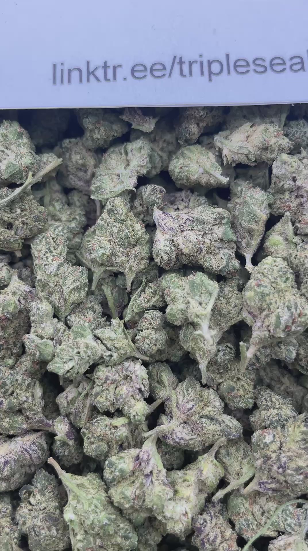 #F25B Butter Cream (SMALLS)