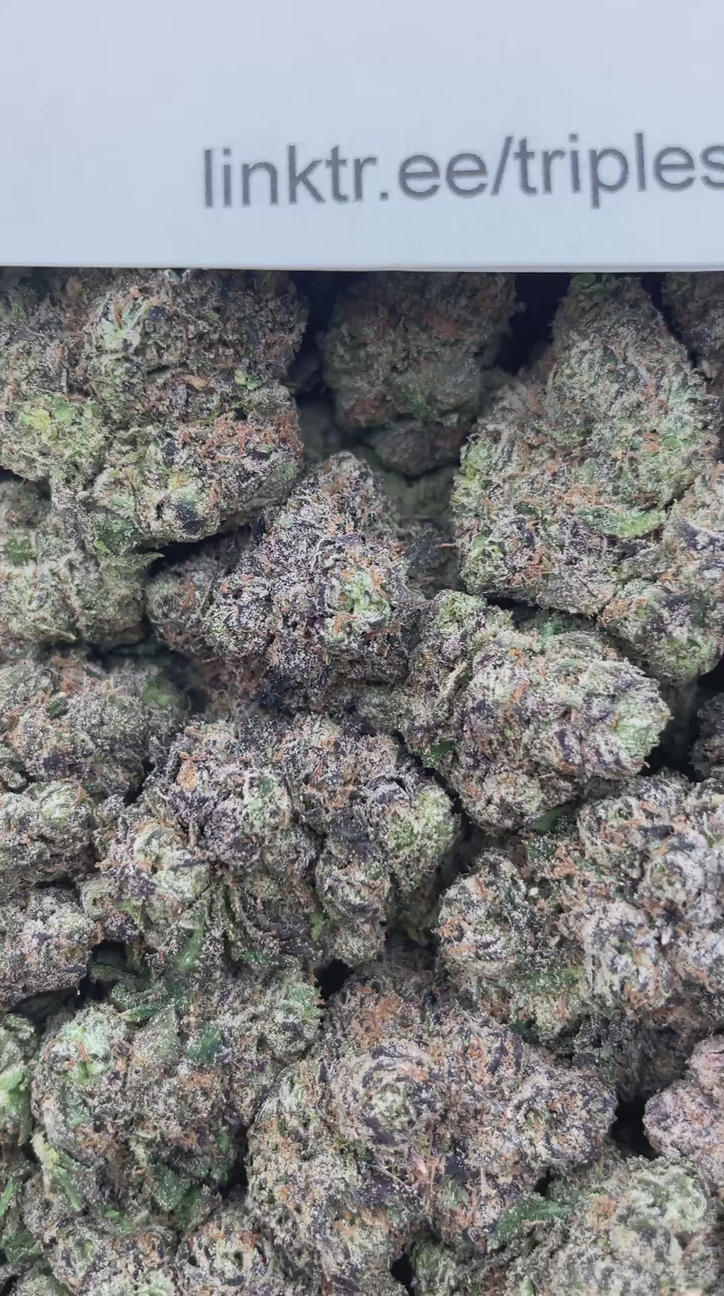 #G21A Watermelon Bubblegum (INDOOR) (LICENSED)