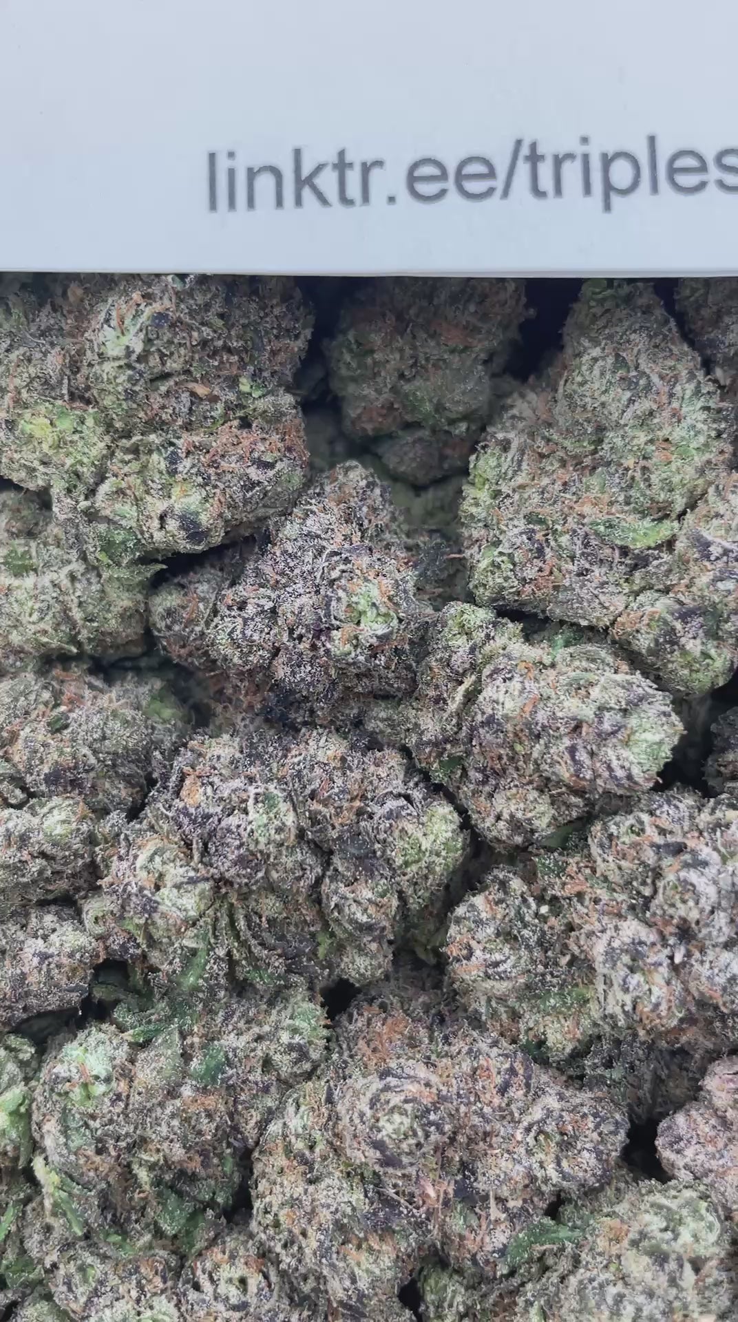 #G21A Watermelon Bubblegum (INDOOR) (LICENSED)