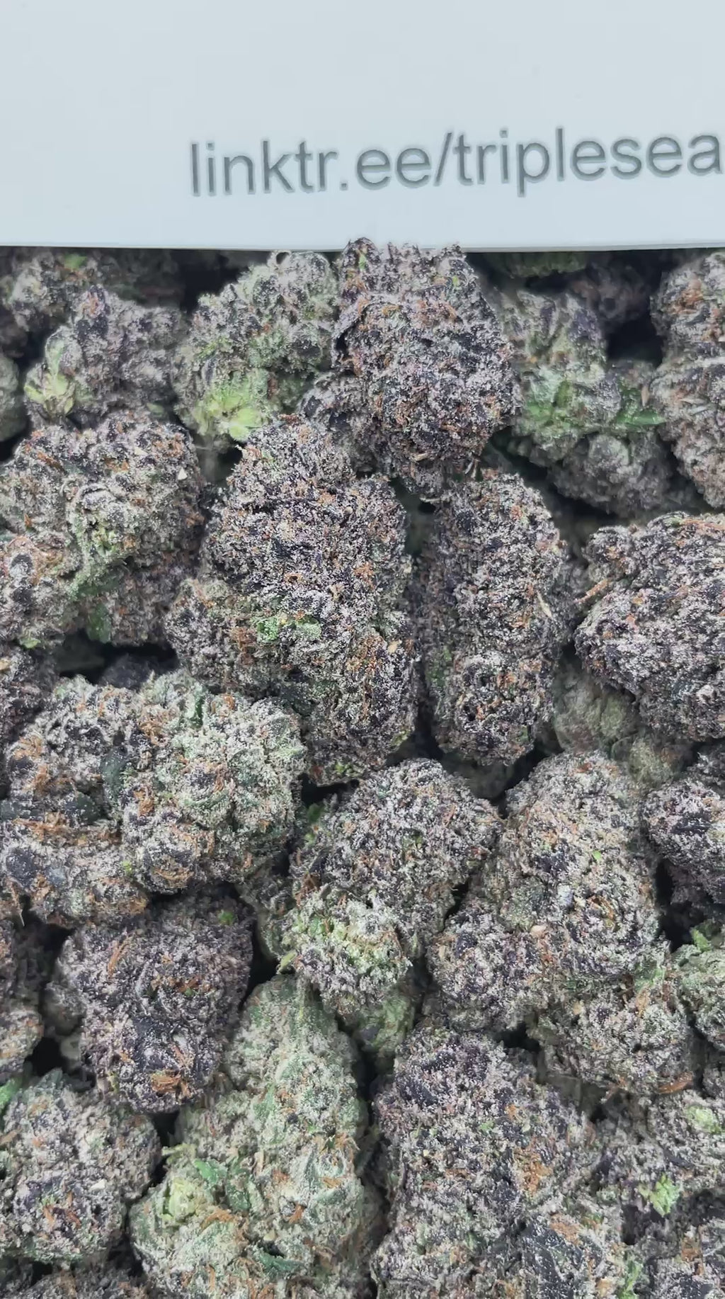 #H1C Oh Wow Lemons (INDOOR) (LICENSED)