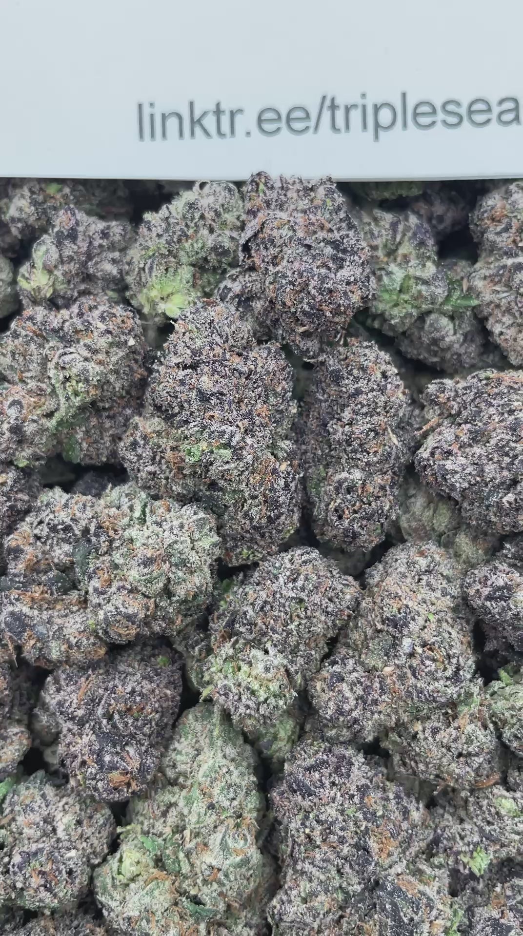 #H1C Oh Wow Lemons (INDOOR) (LICENSED)