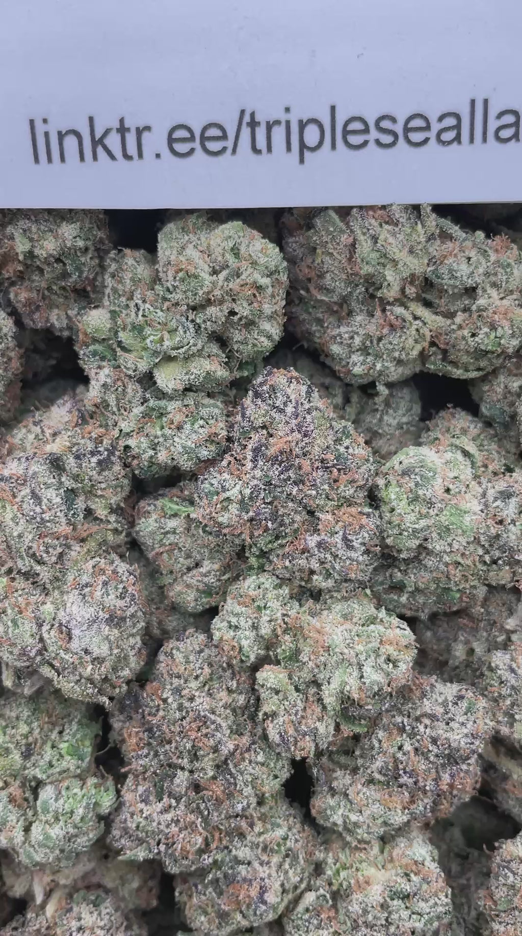 #R51X Blue Jolly Rancher (EXOTIC) (LICENSED)
