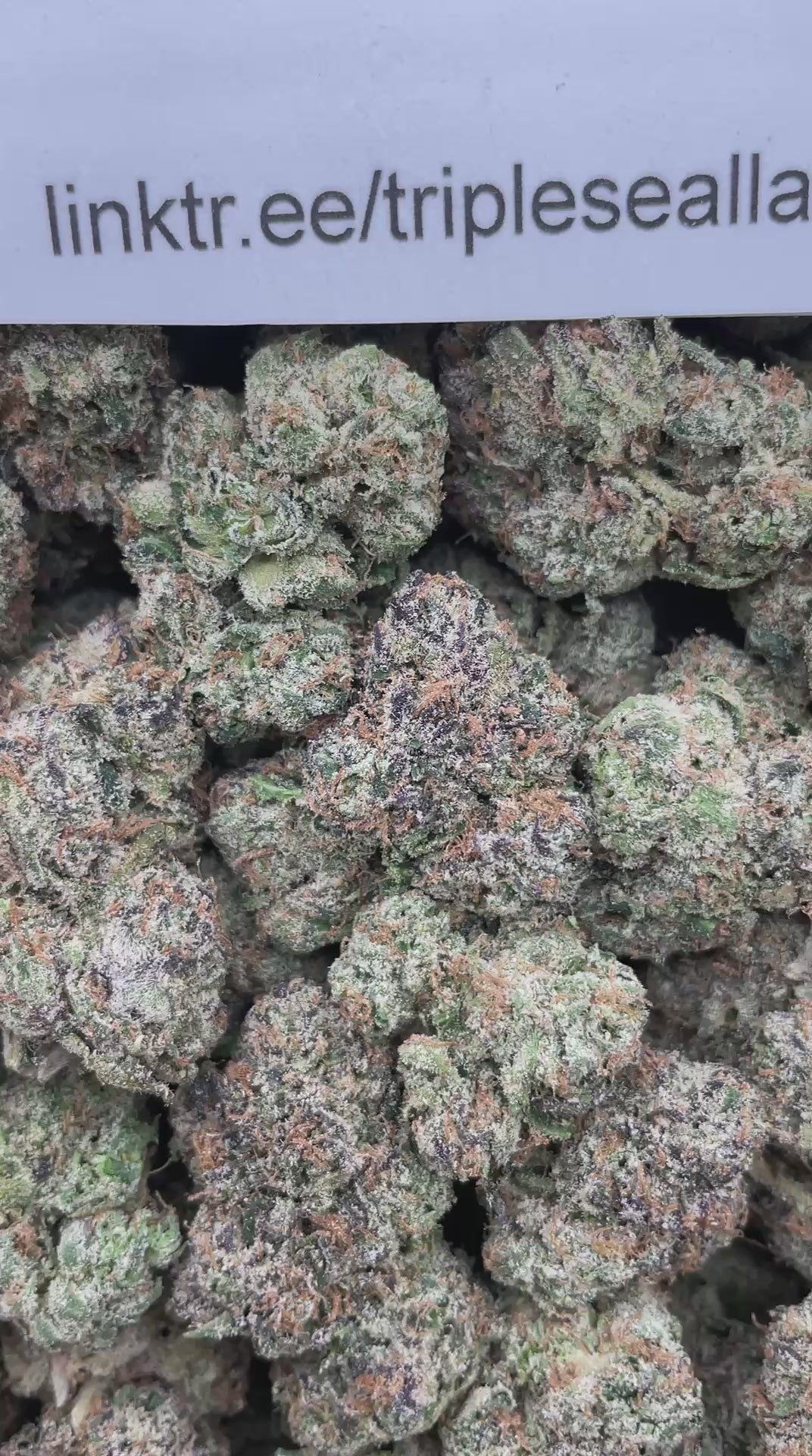 #R51X Blue Jolly Rancher (EXOTIC) (LICENSED)