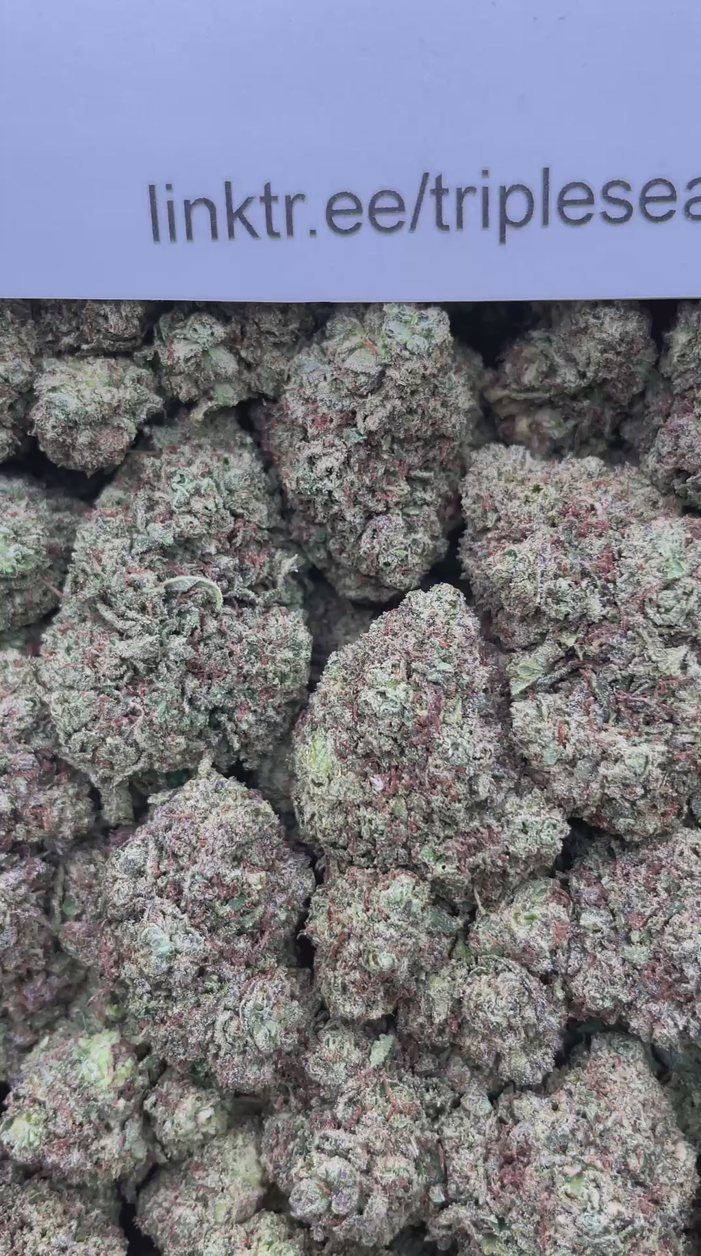 #F7C Comeup Candy (INDOOR)