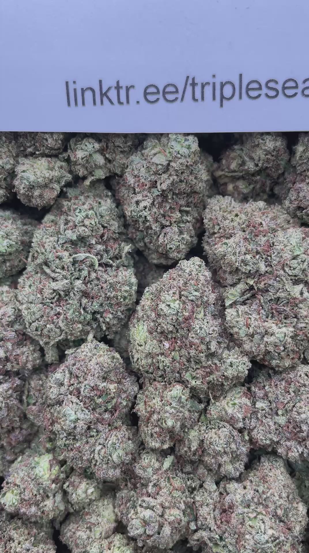 #F7C Comeup Candy (INDOOR)