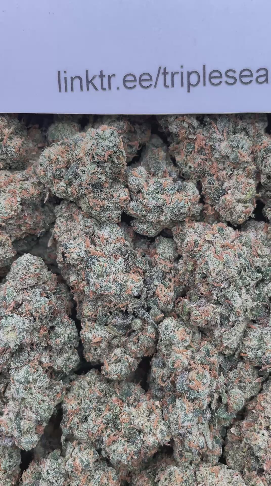 #G3C Pineapple Peach Fanta (INDOOR) (LICENSED)