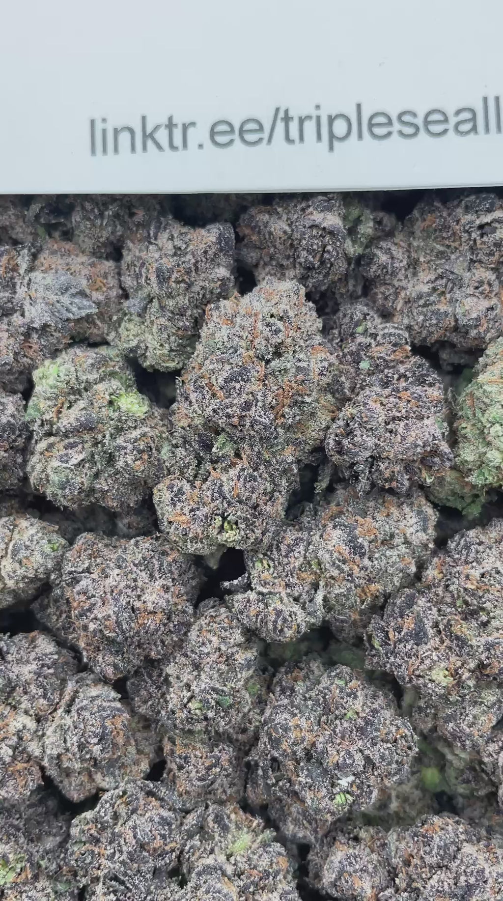 #G2B White Cherry Zlushie (INDOOR) (LICENSED)