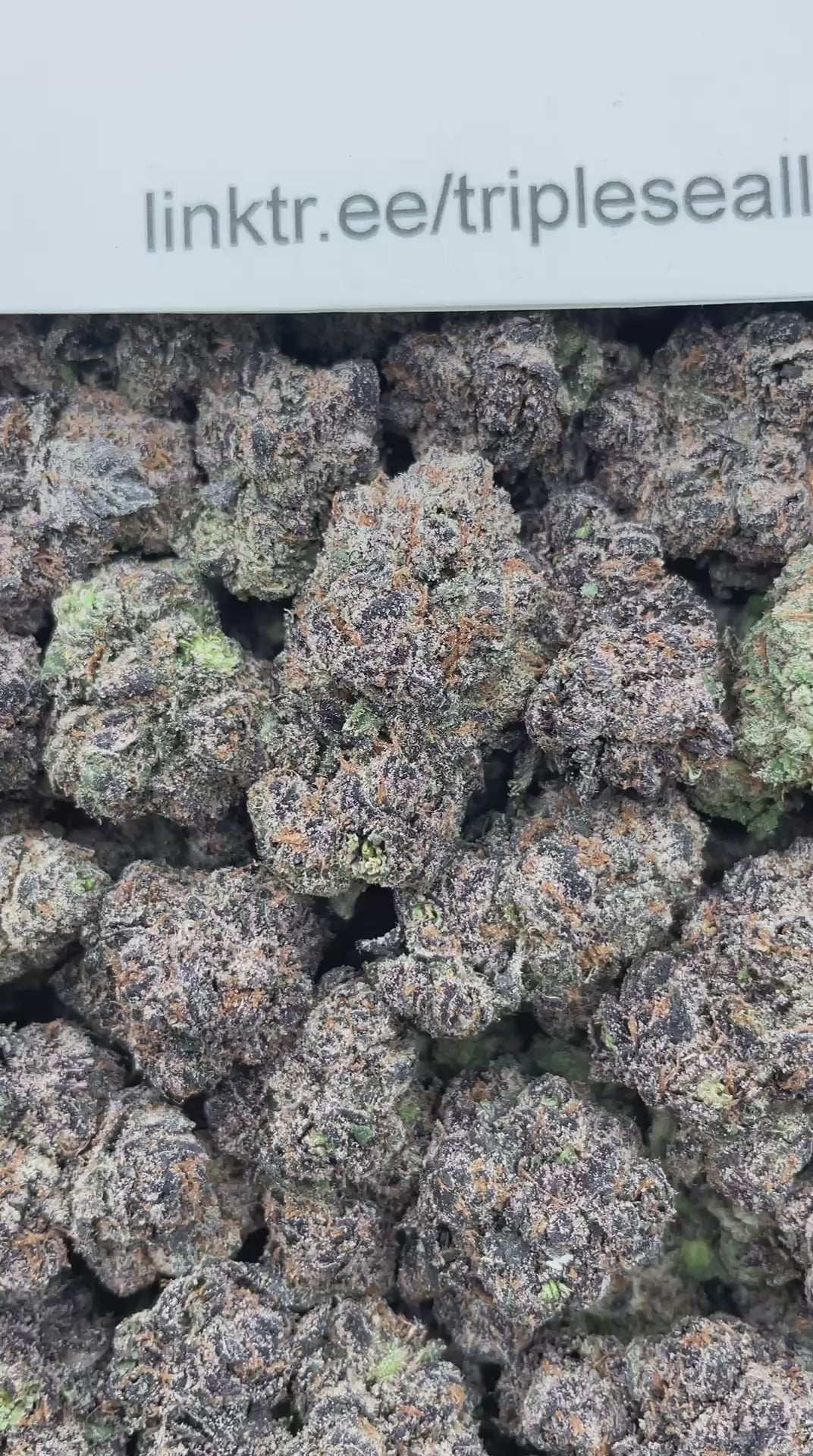 #G2B White Cherry Zlushie (INDOOR) (LICENSED)