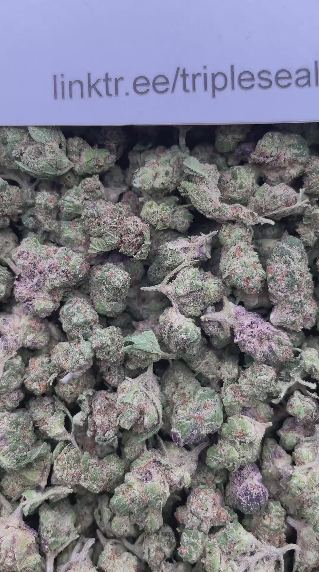 #E1B Grape Soda (SMALLS)