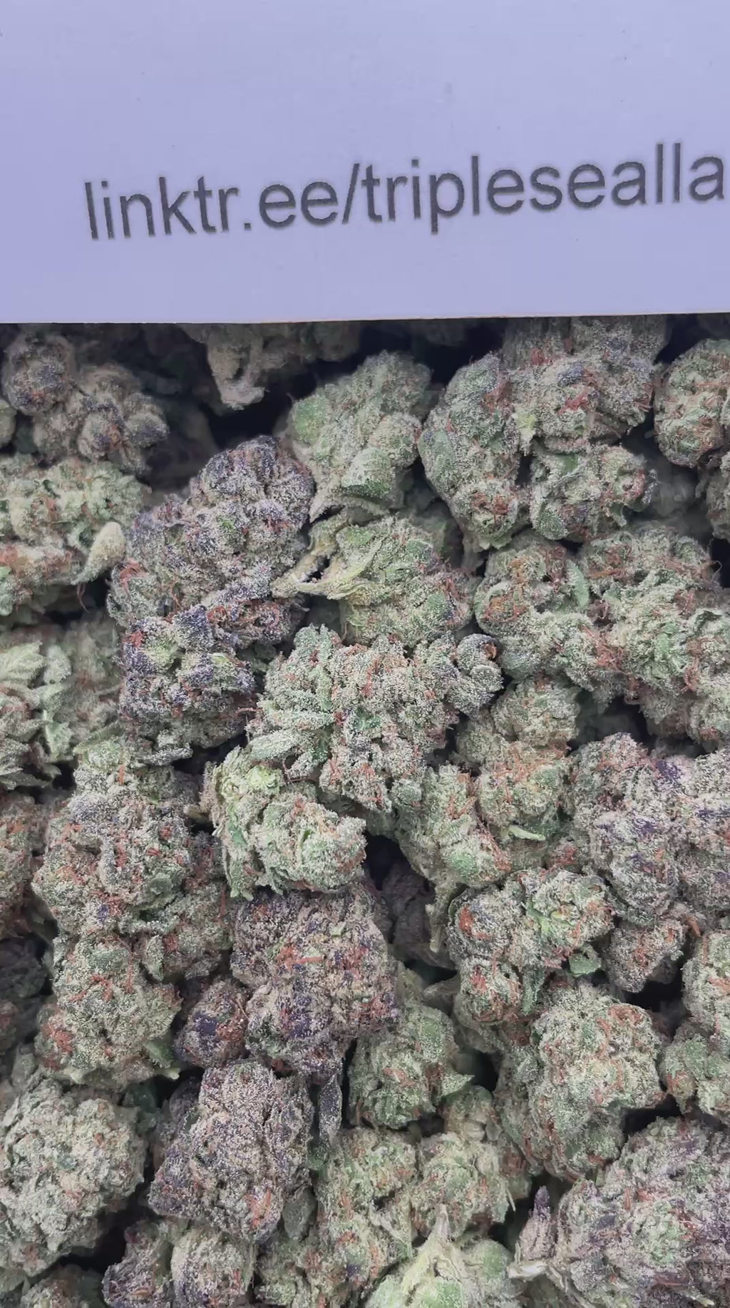 #F38C Georgia Pie (MIXED LIGHT) (ORGANIC)