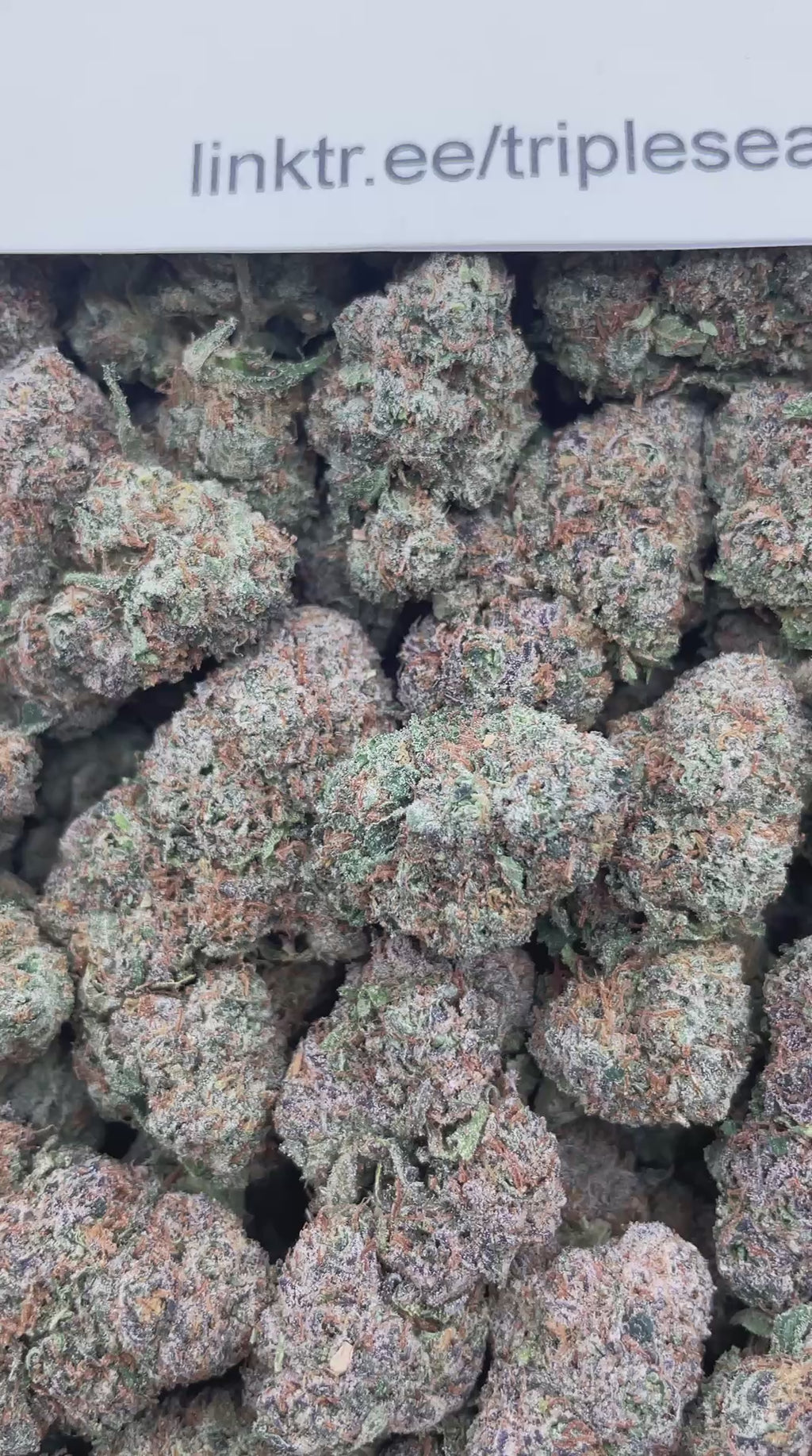 #G33B Gumbotron (INDOOR) (LICENSED)