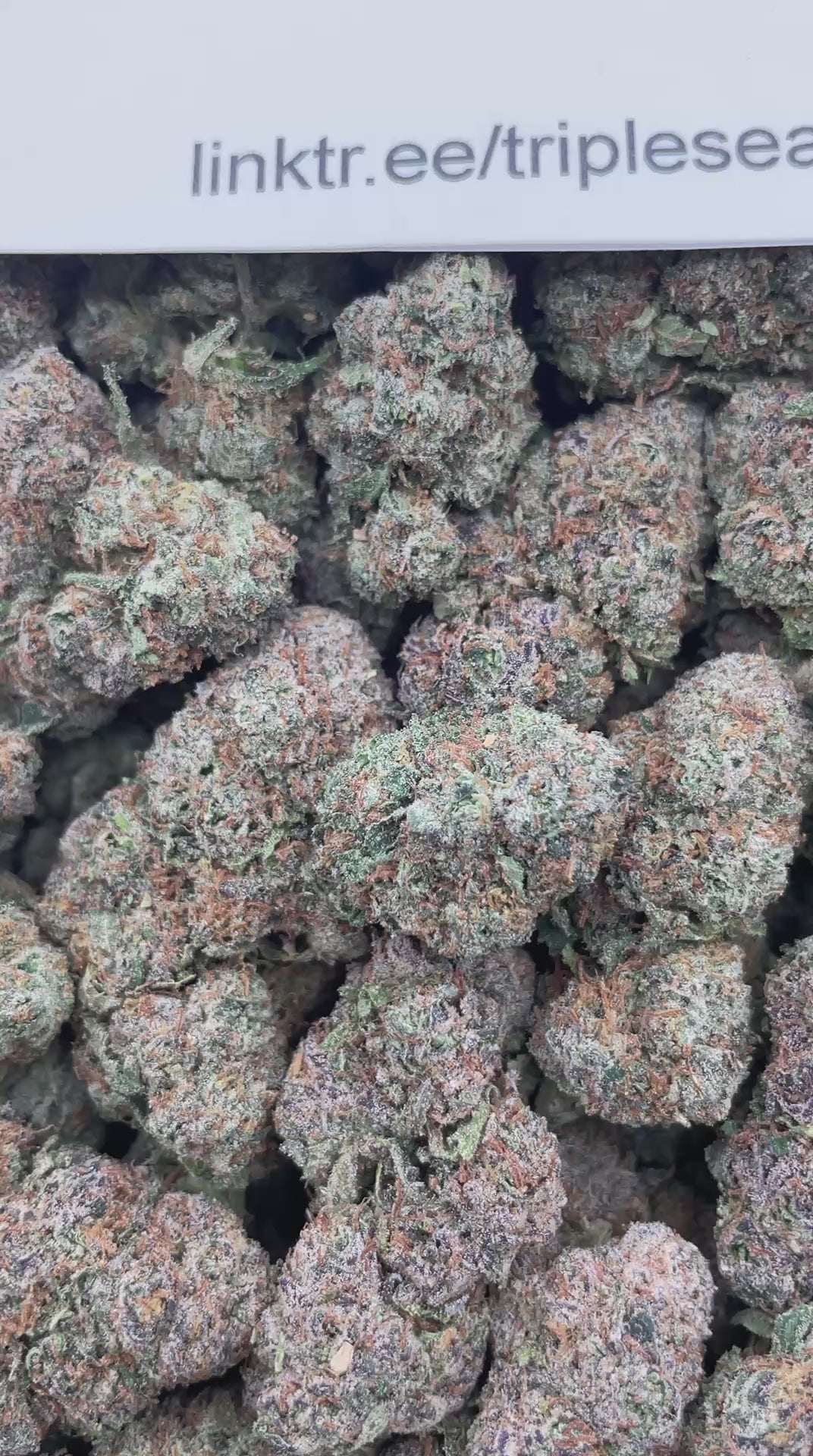 #G33B Gumbotron (INDOOR) (LICENSED)