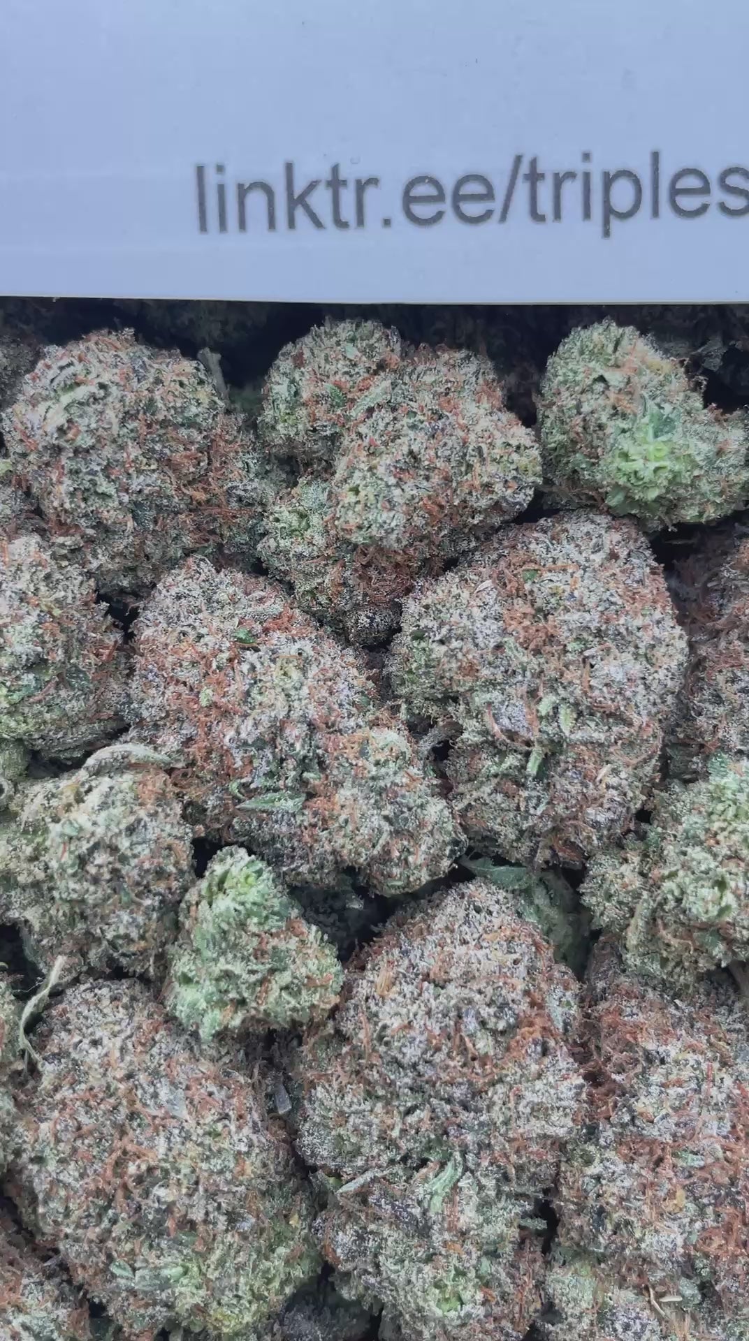 #L32B Black Cherry Gelato (INDOOR)