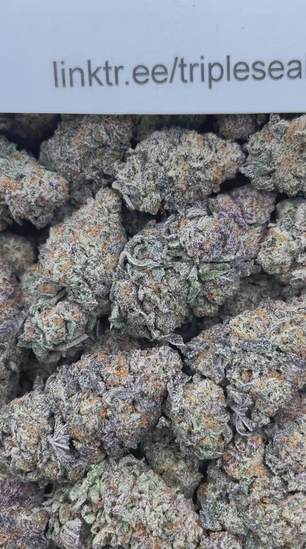 #L35A Top Hat Trufflez (INDOOR)