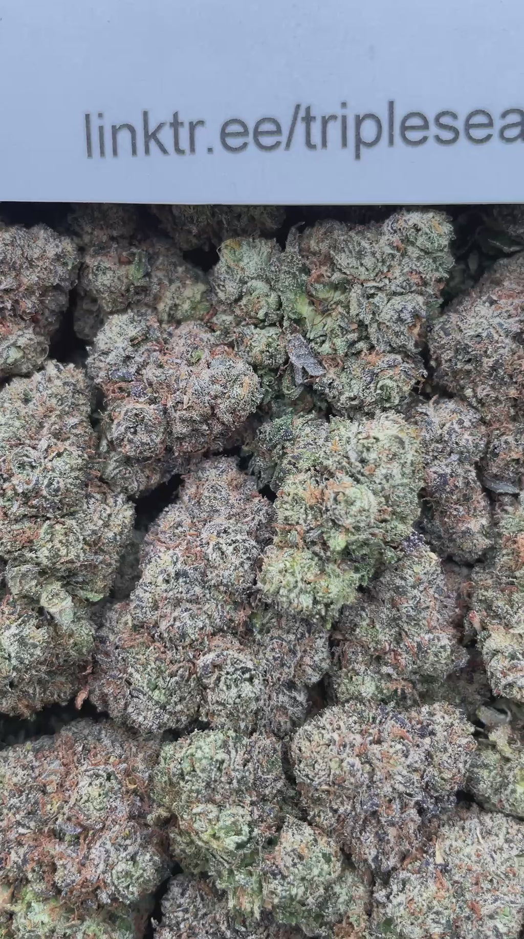 #H32A Cotton Candy (INDOOR)