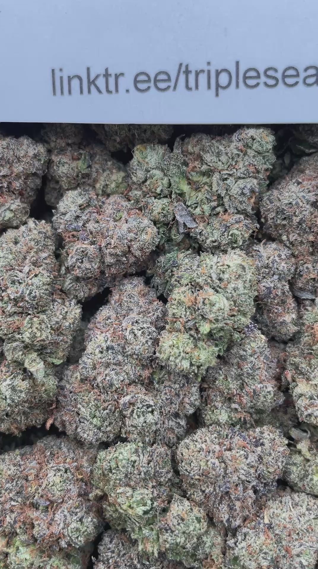 #H32A Cotton Candy (INDOOR)