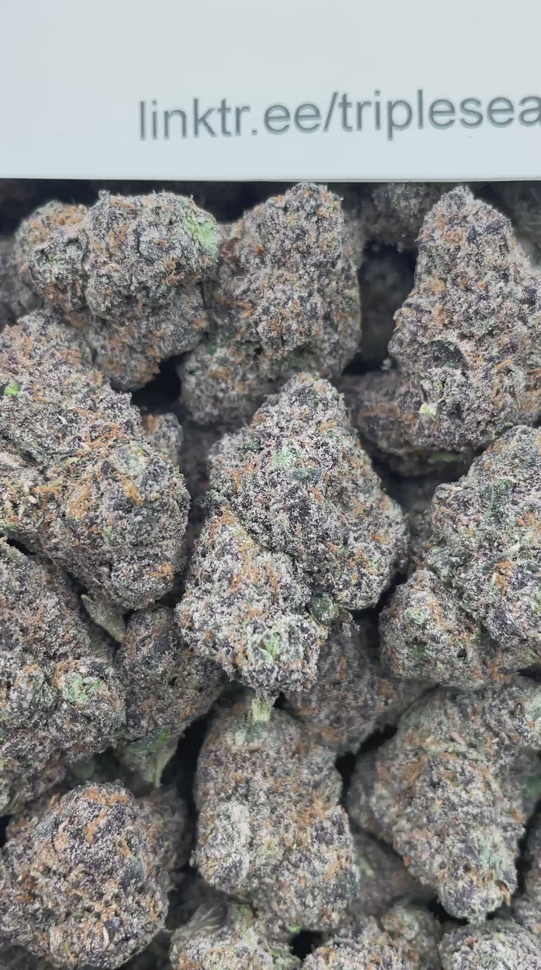 #R115 Raspberry Taffy (EXOTIC)